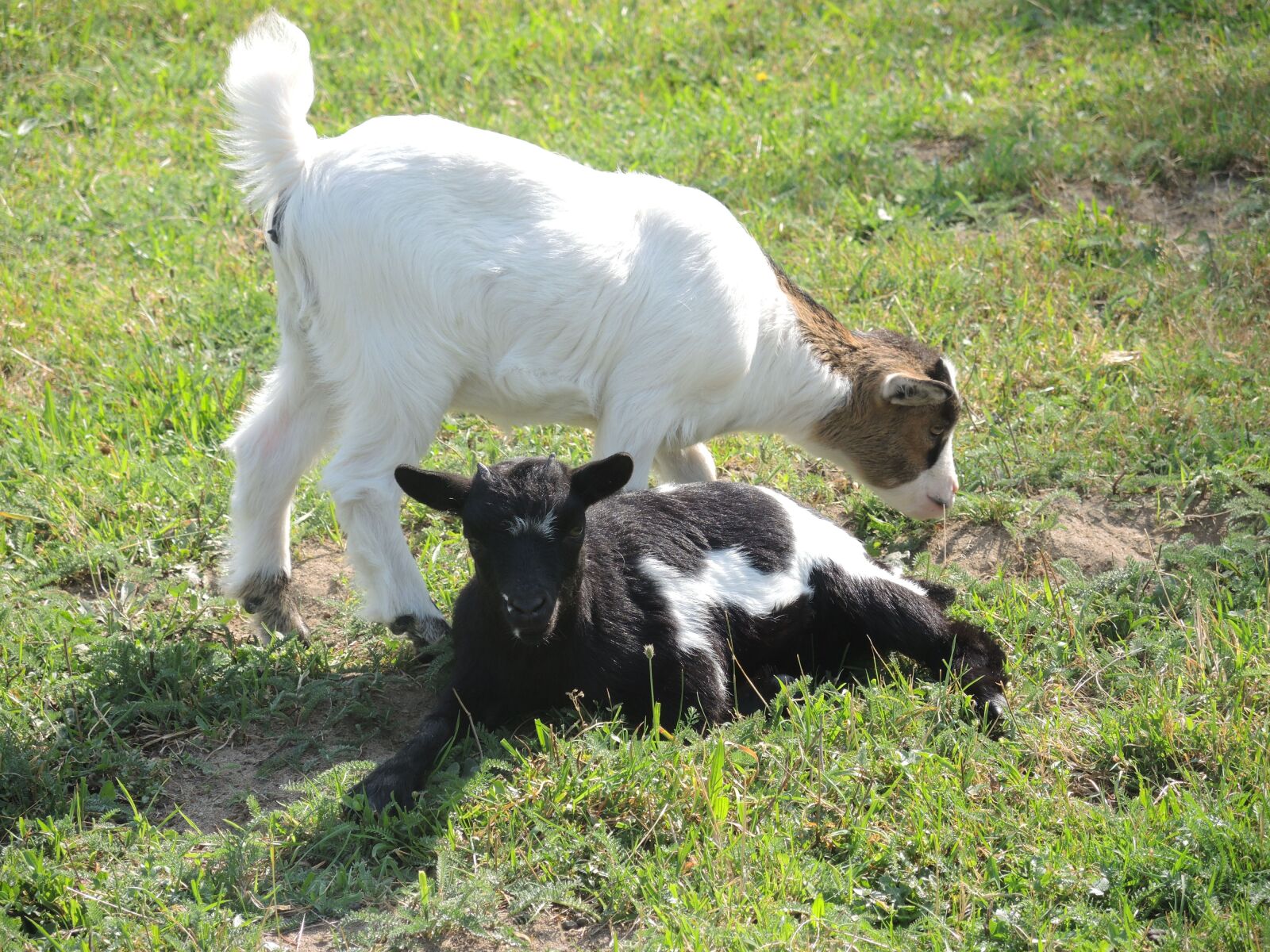 Nikon Coolpix P7800 sample photo. Dwarf goat, animals, black photography