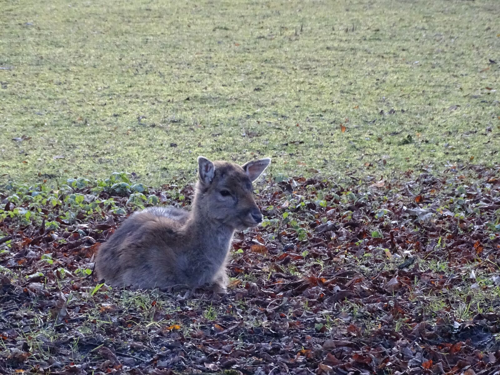 Sony Cyber-shot DSC-HX400V sample photo. Roe deer, kitz, young photography