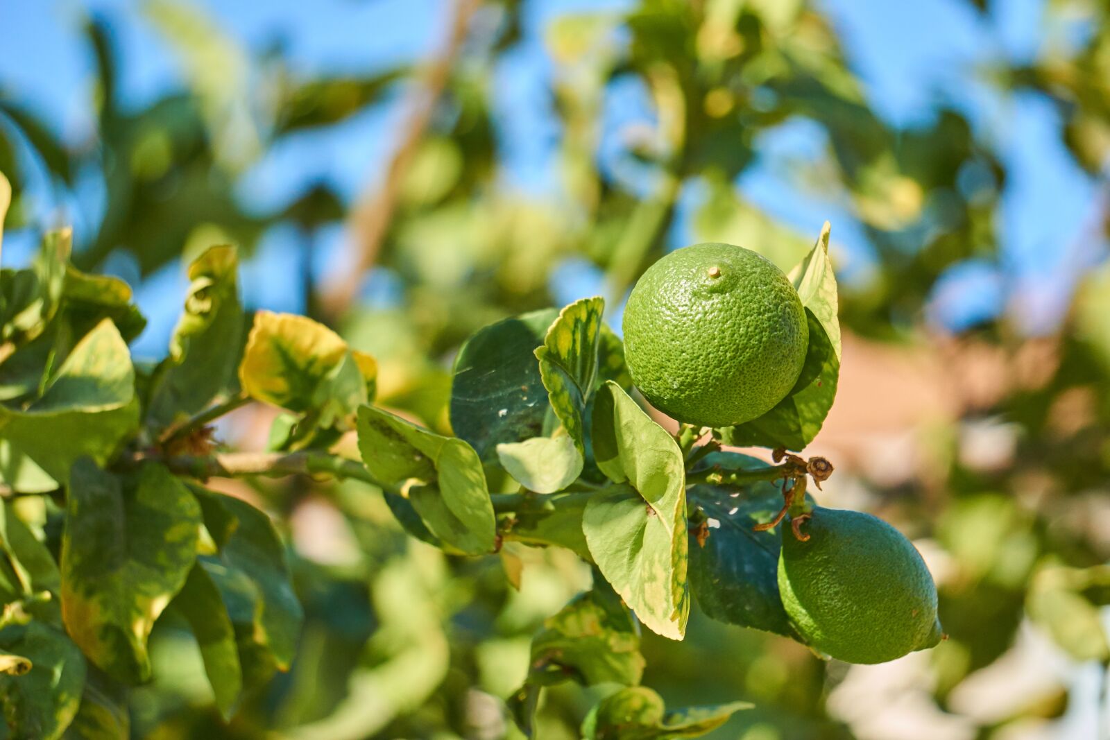 Sony a6000 sample photo. Cyprus, lime, citrus fruits photography