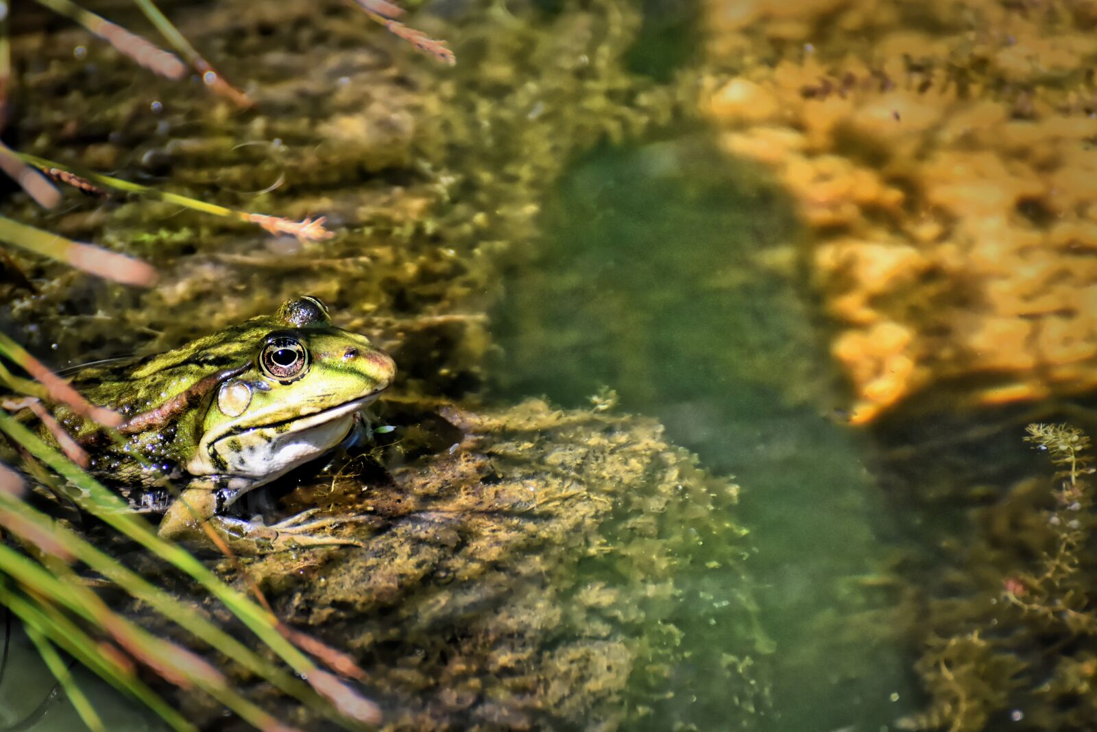 Nikon D7200 sample photo. Frog, animal, water photography