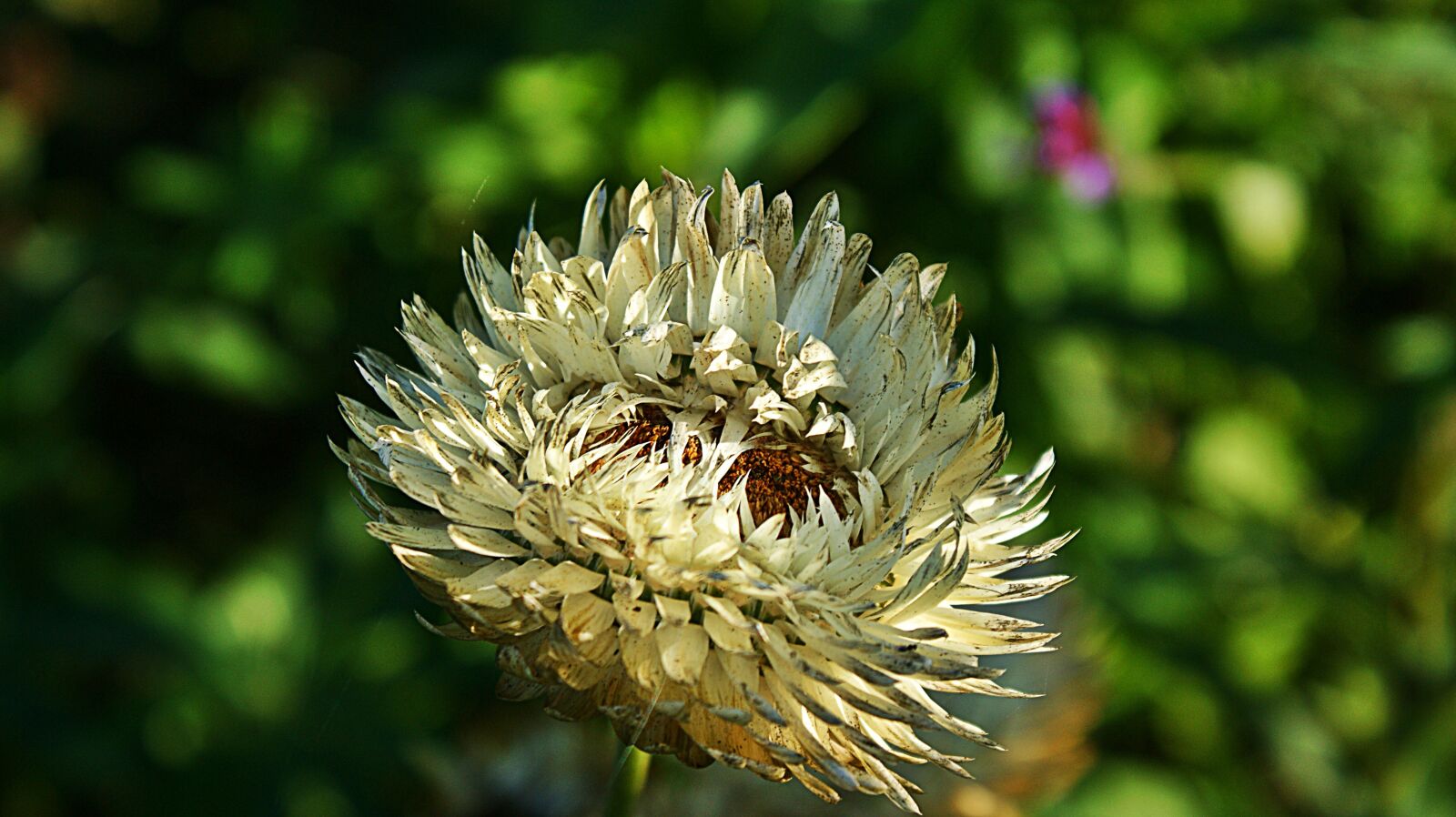 Sony Alpha DSLR-A350 sample photo. Dry flower, flower, garden photography