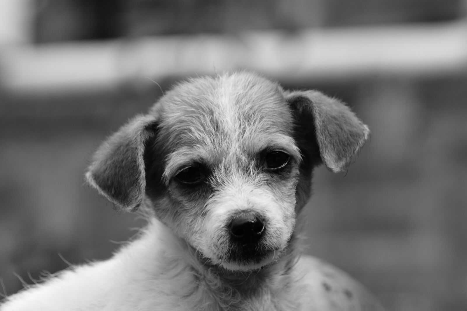 Sony Alpha DSLR-A390 sample photo. My, dogs, the photography