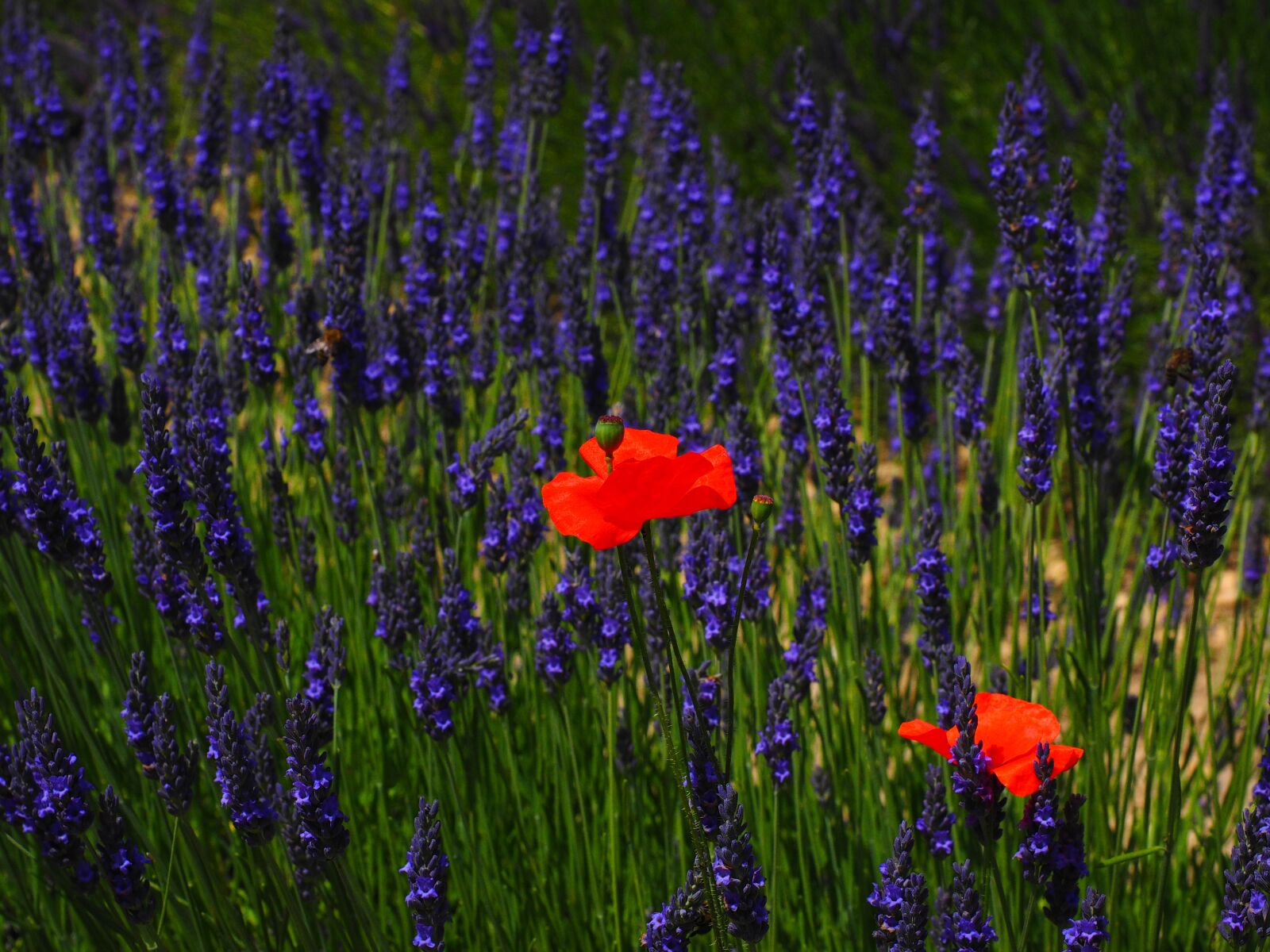 Olympus OM-D E-M1 + Olympus M.Zuiko Digital ED 12-40mm F2.8 Pro sample photo. Poppy, flowers, red photography