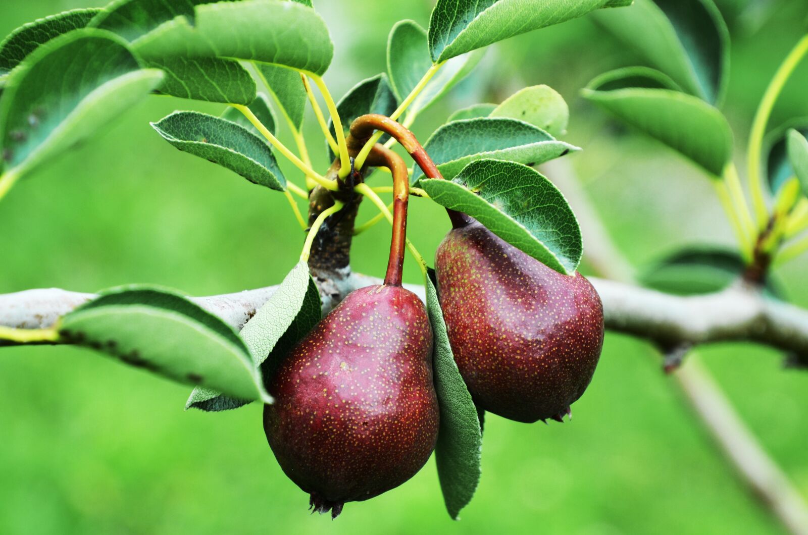 Nikon D7000 sample photo. Pear, maturation, william pear photography