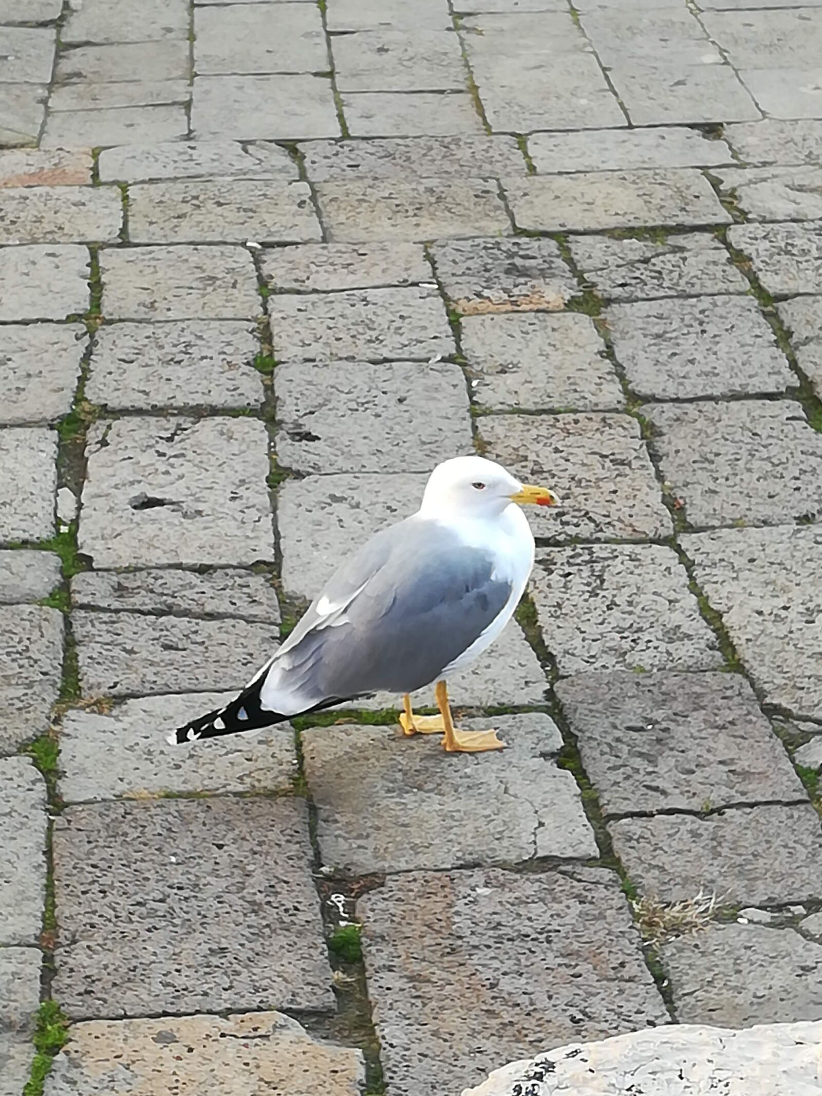 HUAWEI honor 6x sample photo. Bird, cobblestones, dove photography