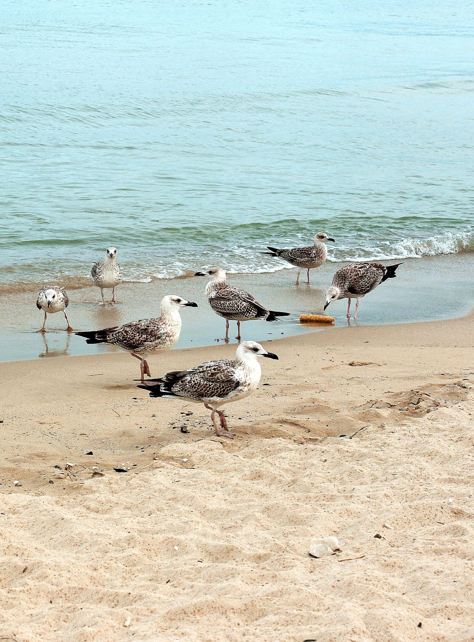 Canon EOS 7D Mark II sample photo. Seagull, the seagulls, birds photography