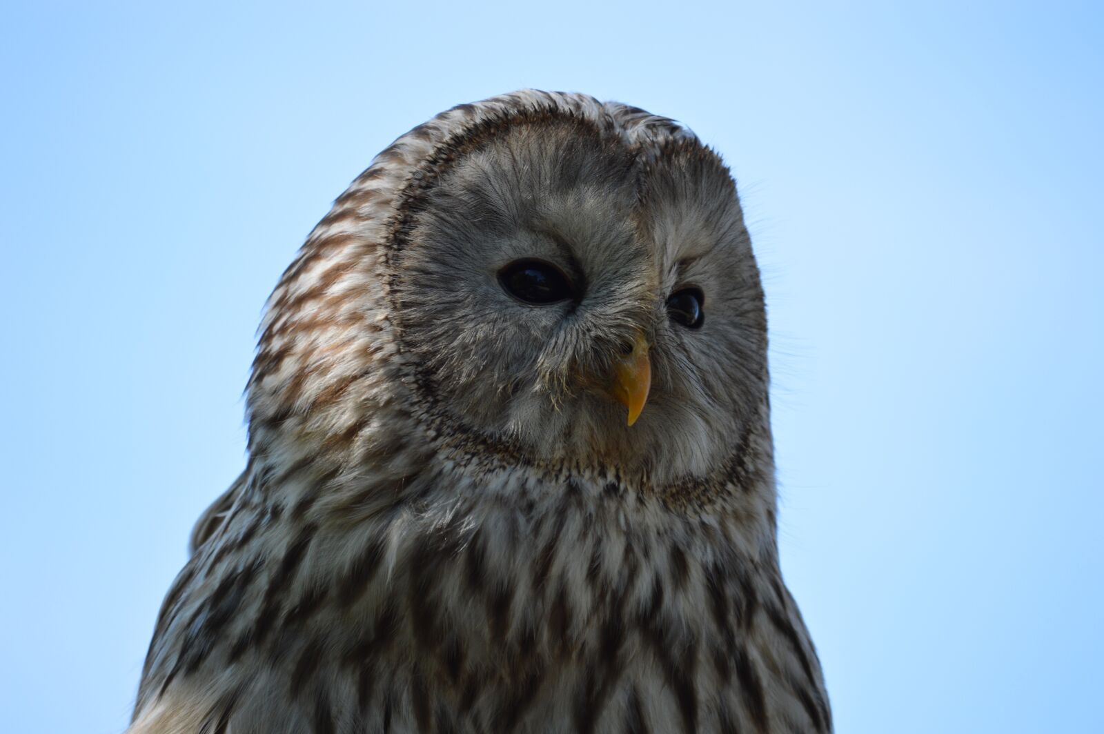 Nikon D3200 sample photo. Owl, bird, nature photography