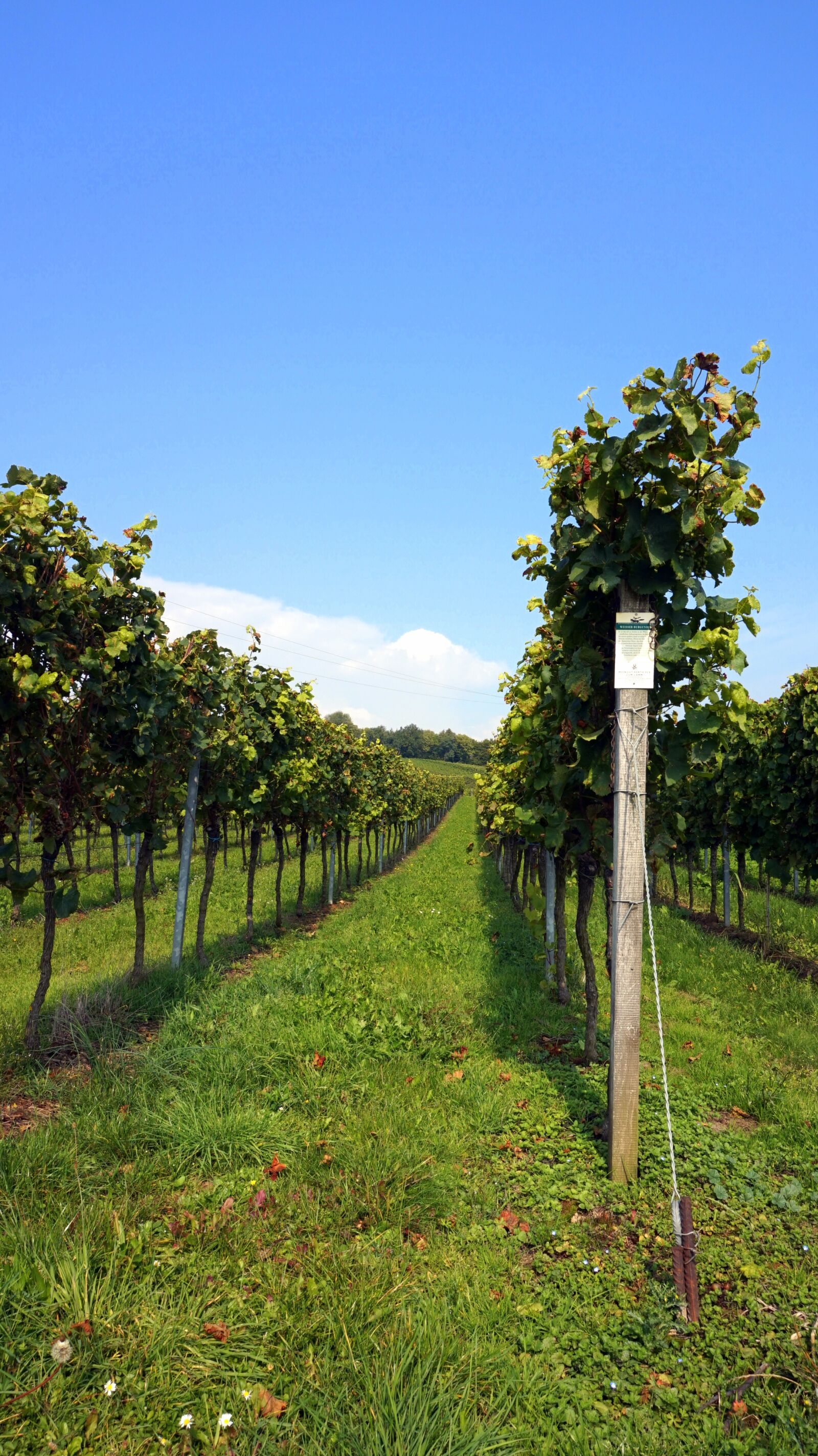 Sony Alpha a5000 (ILCE 5000) sample photo. Vineyard, wingert, vines photography