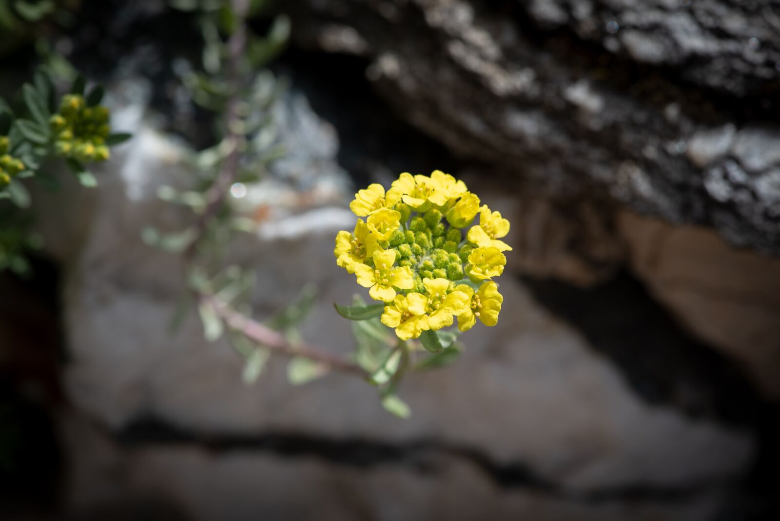 Nikon D750 sample photo. Blossom, bloom, plant photography