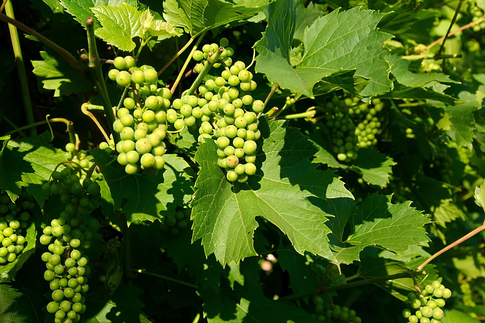 Nikon D3300 sample photo. Wine, grapes, fruits photography
