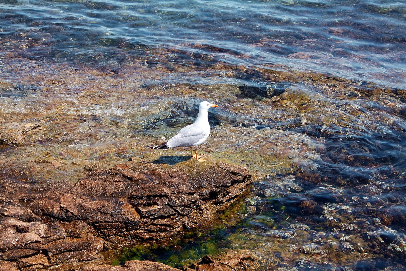 Canon EOS 450D (EOS Rebel XSi / EOS Kiss X2) sample photo. Seagull, bird, sea ​​birds photography