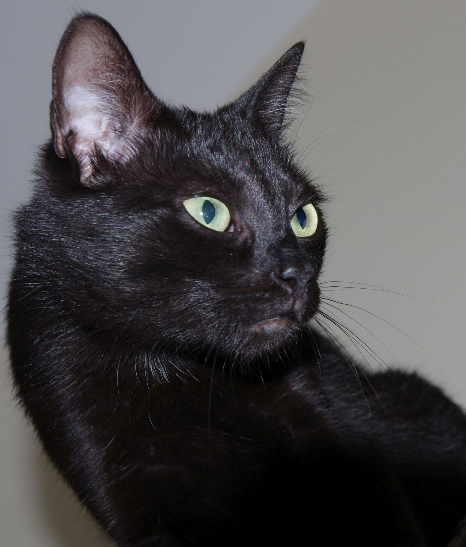Pentax K-x sample photo. Animals, cat, nature photography
