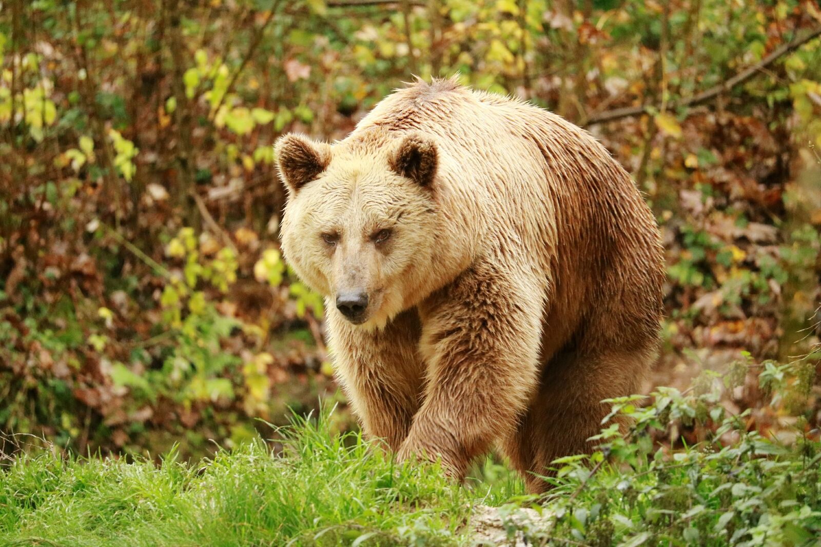 Canon EOS 750D (EOS Rebel T6i / EOS Kiss X8i) sample photo. Nature, animal world, mammal photography