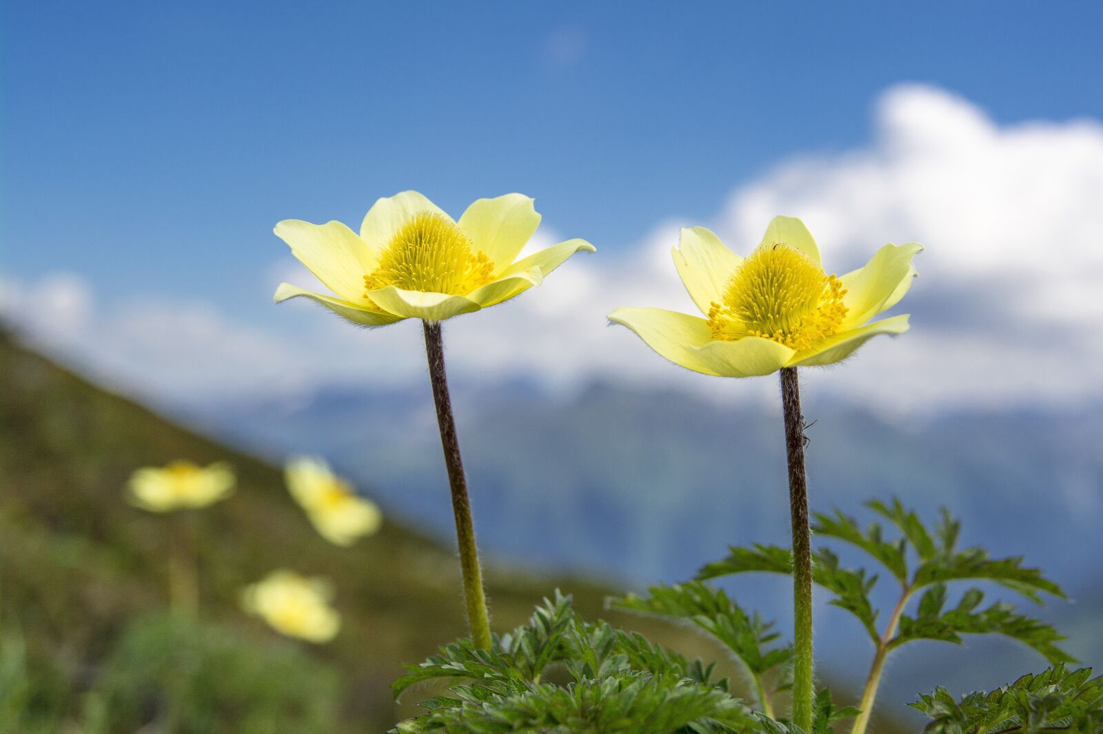 Nikon D5200 sample photo. Sulphur anemone, pulsatilla, blossom photography