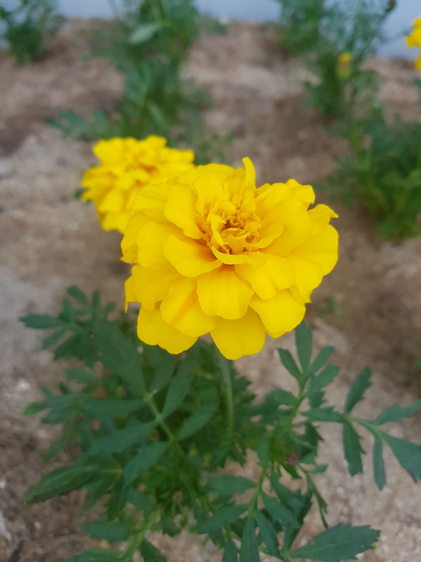 Samsung Galaxy S7 sample photo. Yellow flower, flower, yellow photography