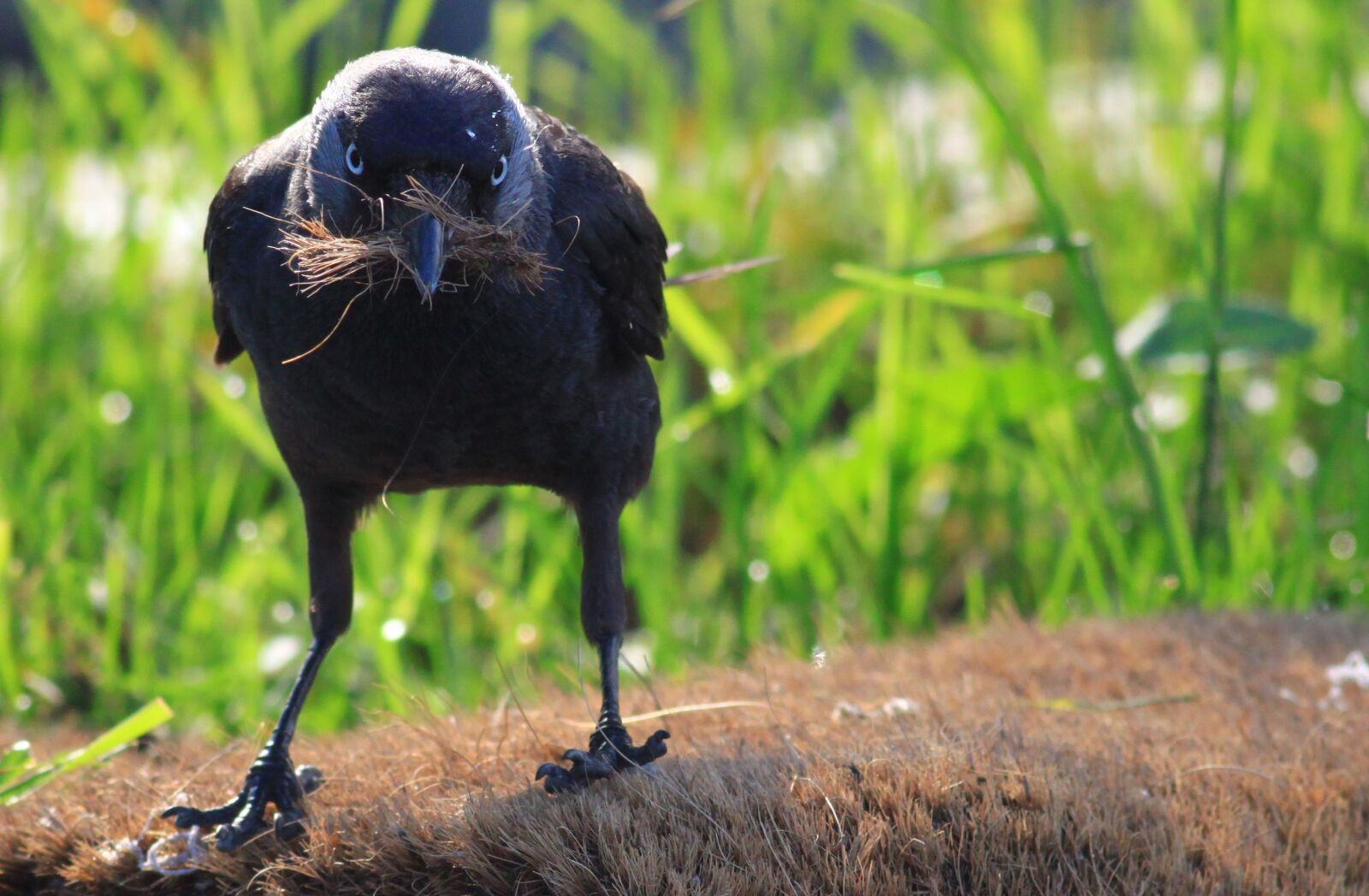 Canon EOS 500D (EOS Rebel T1i / EOS Kiss X3) sample photo. Crow, jackdaw, coloeus monedula photography