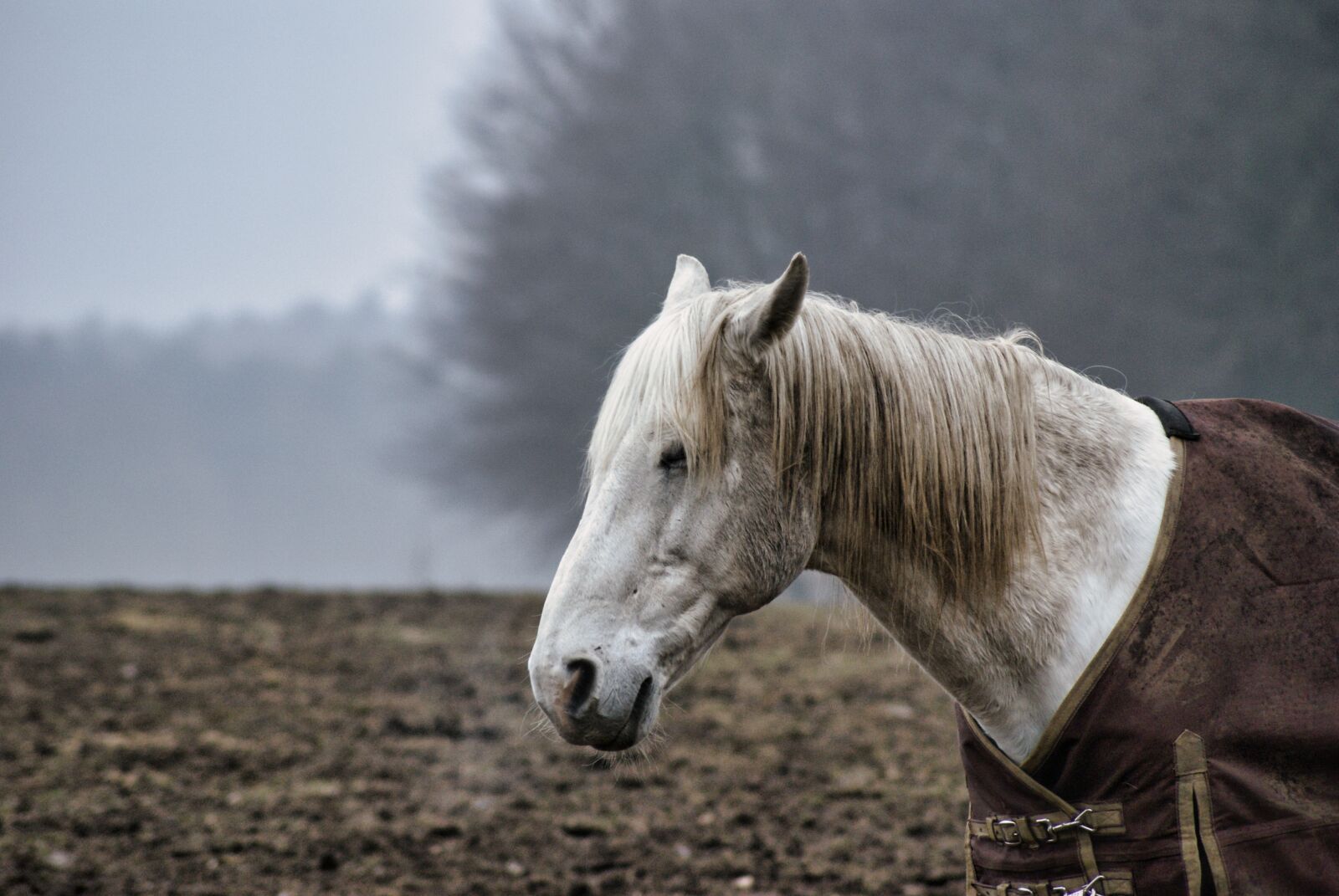 Sony Alpha DSLR-A200 sample photo. Horse, pasture, animal photography