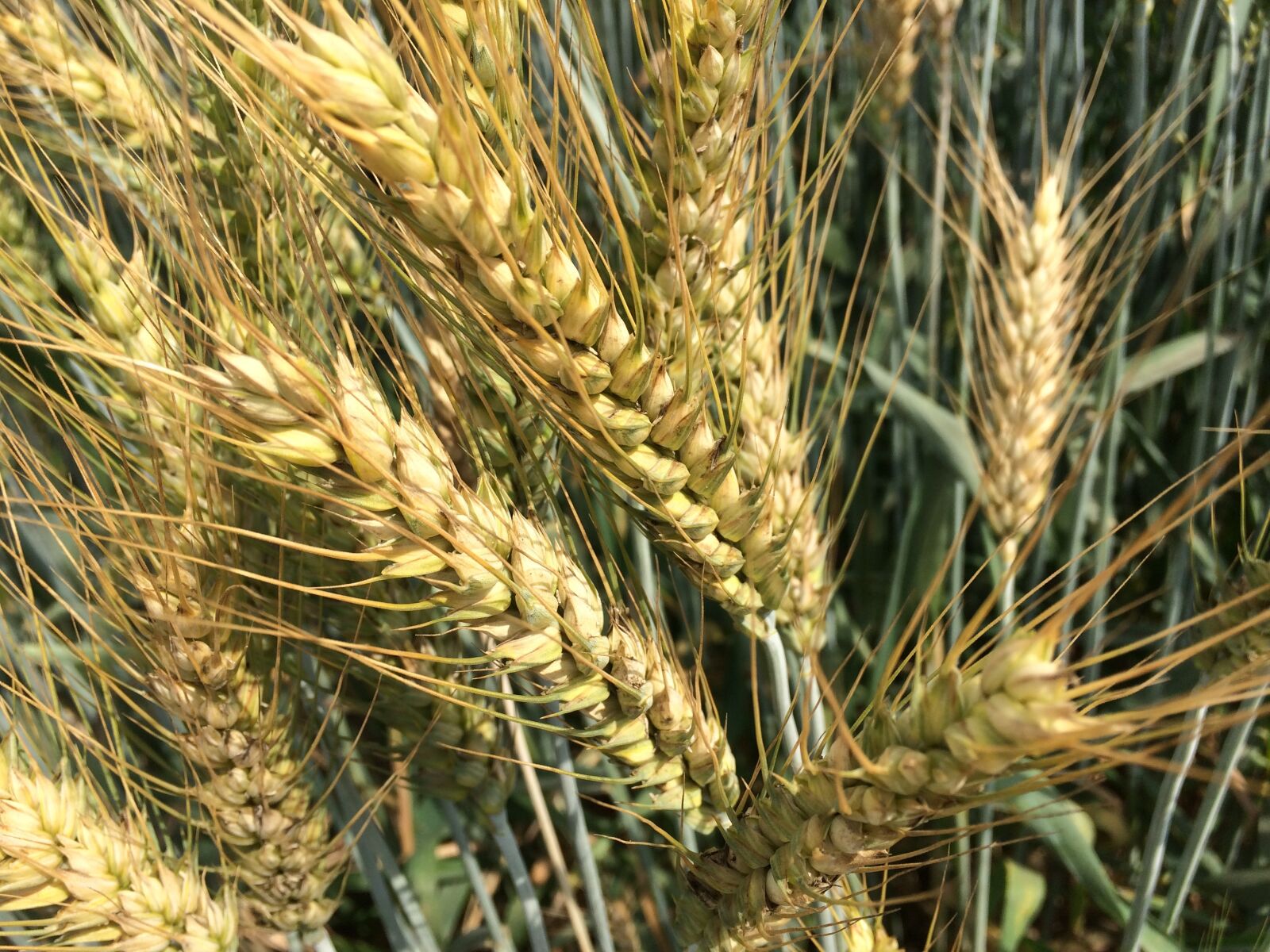 iPhone 5s back camera 4.15mm f/2.2 sample photo. Wheat grain, fresh, natural photography