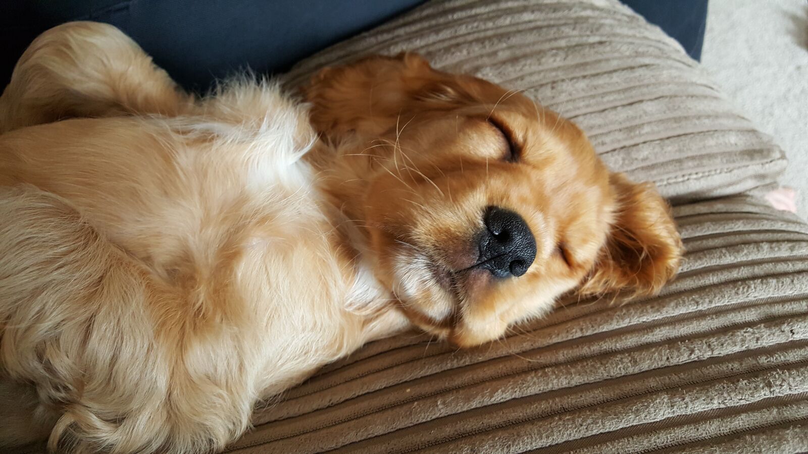 Samsung GALAXY S6 edge sample photo. Puppy, sleeping, cute photography