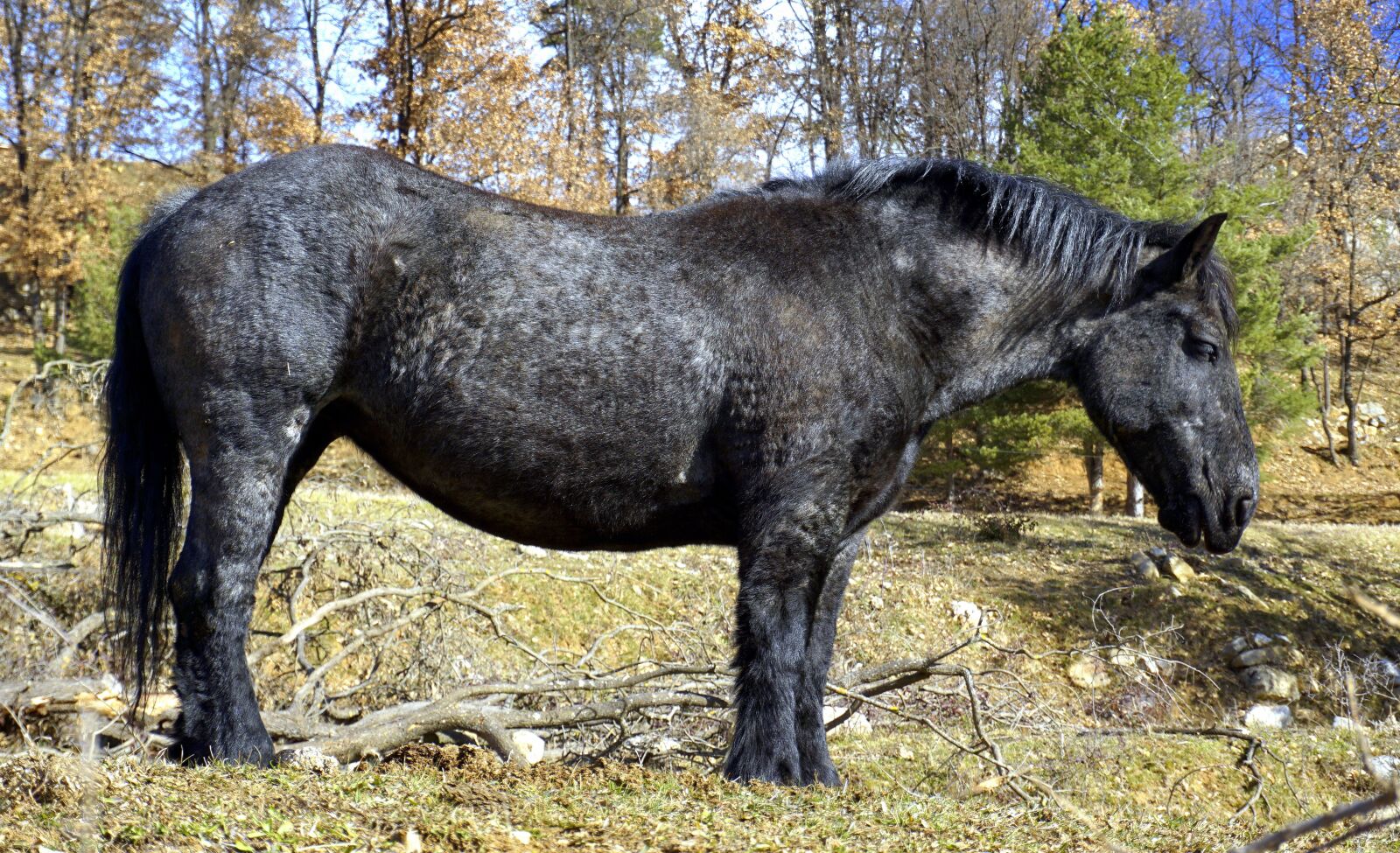 Sony E 16-50mm F3.5-5.6 PZ OSS sample photo. Horse, black, head photography