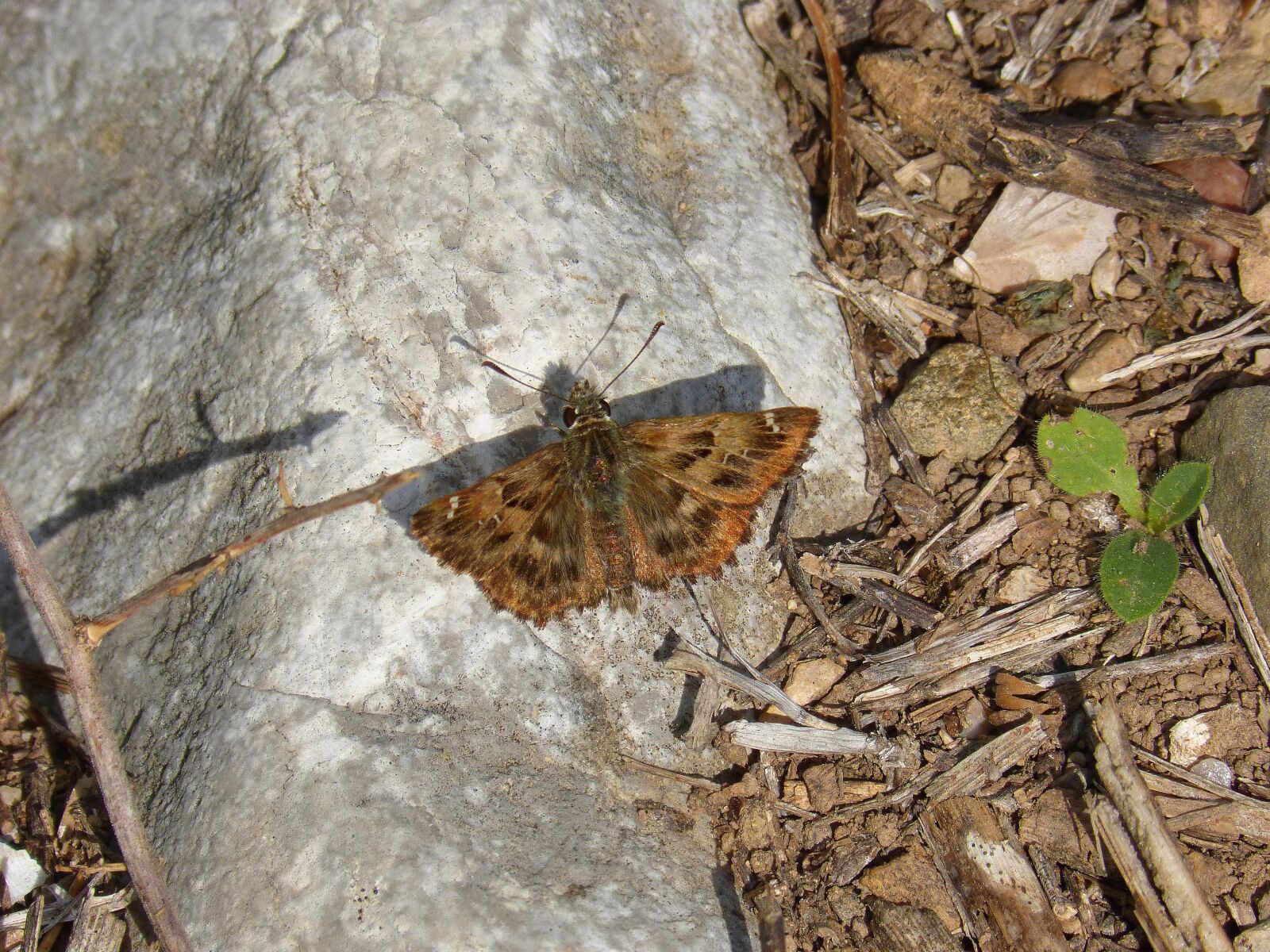 Panasonic DMC-FZ62 sample photo. Butterfly, stone, detail photography