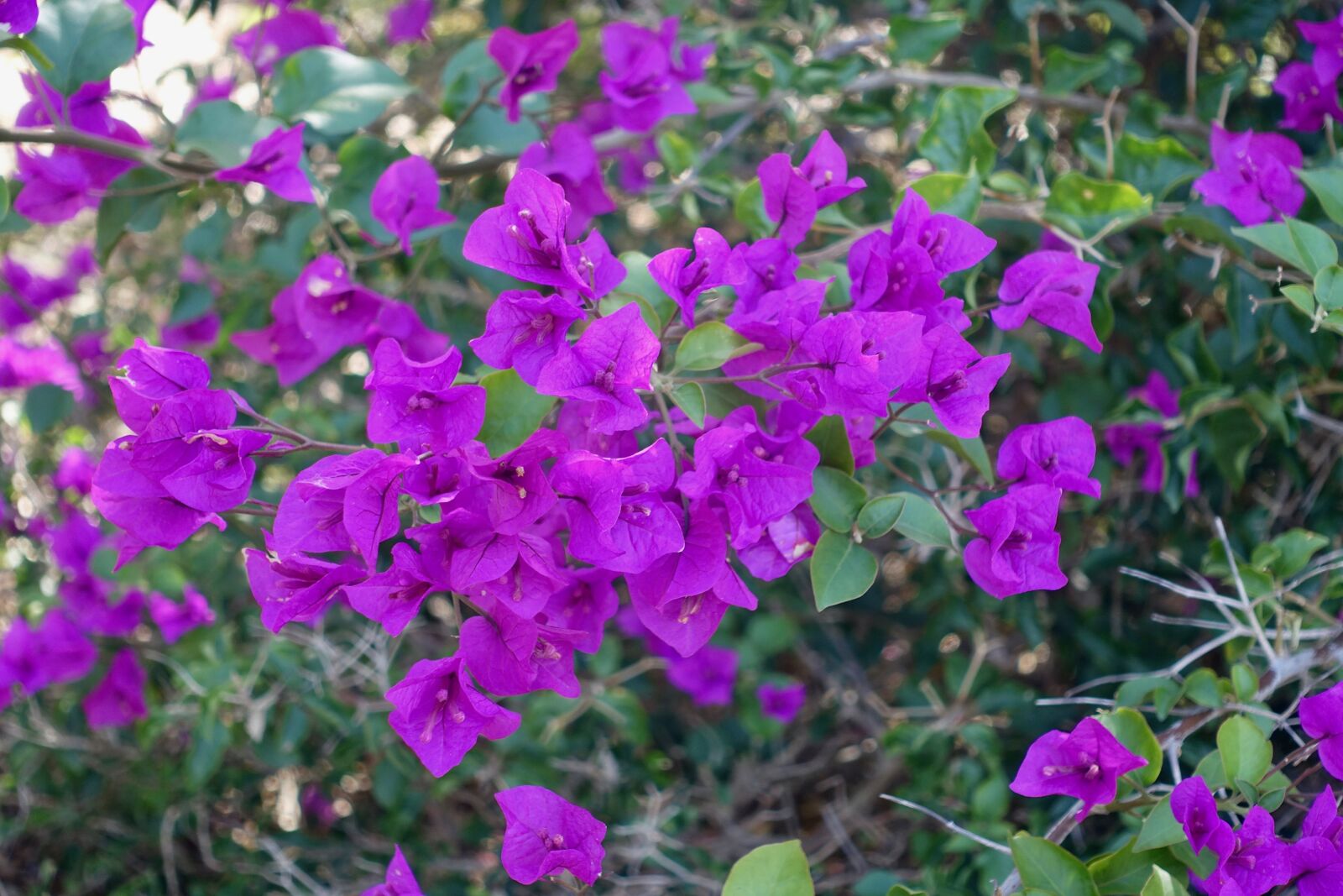 Sony Cyber-shot DSC-RX100 III sample photo. Bougainvillea, magnifica, australia photography