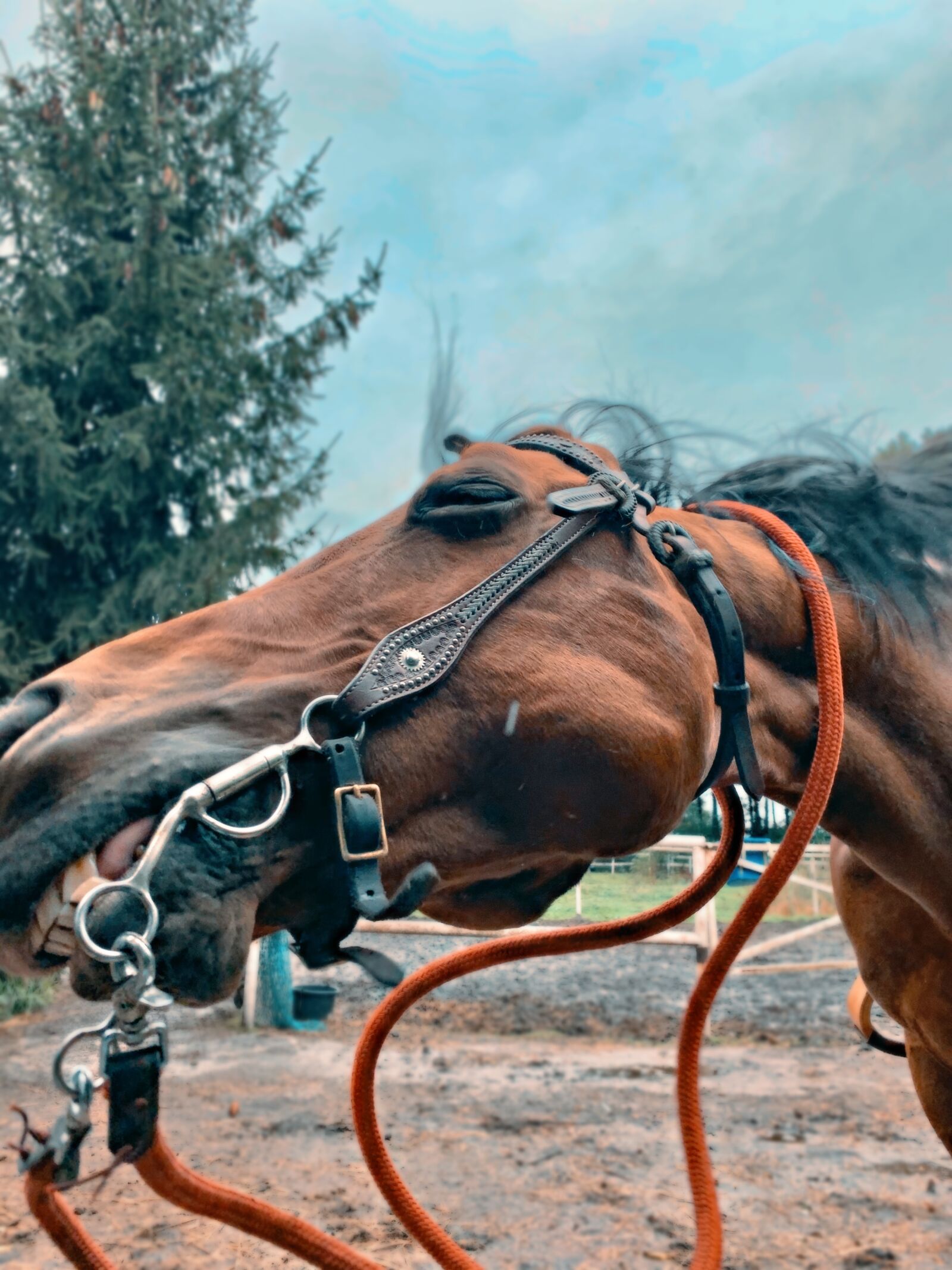 Apple iPhone XR sample photo. The horse, horseback riding photography