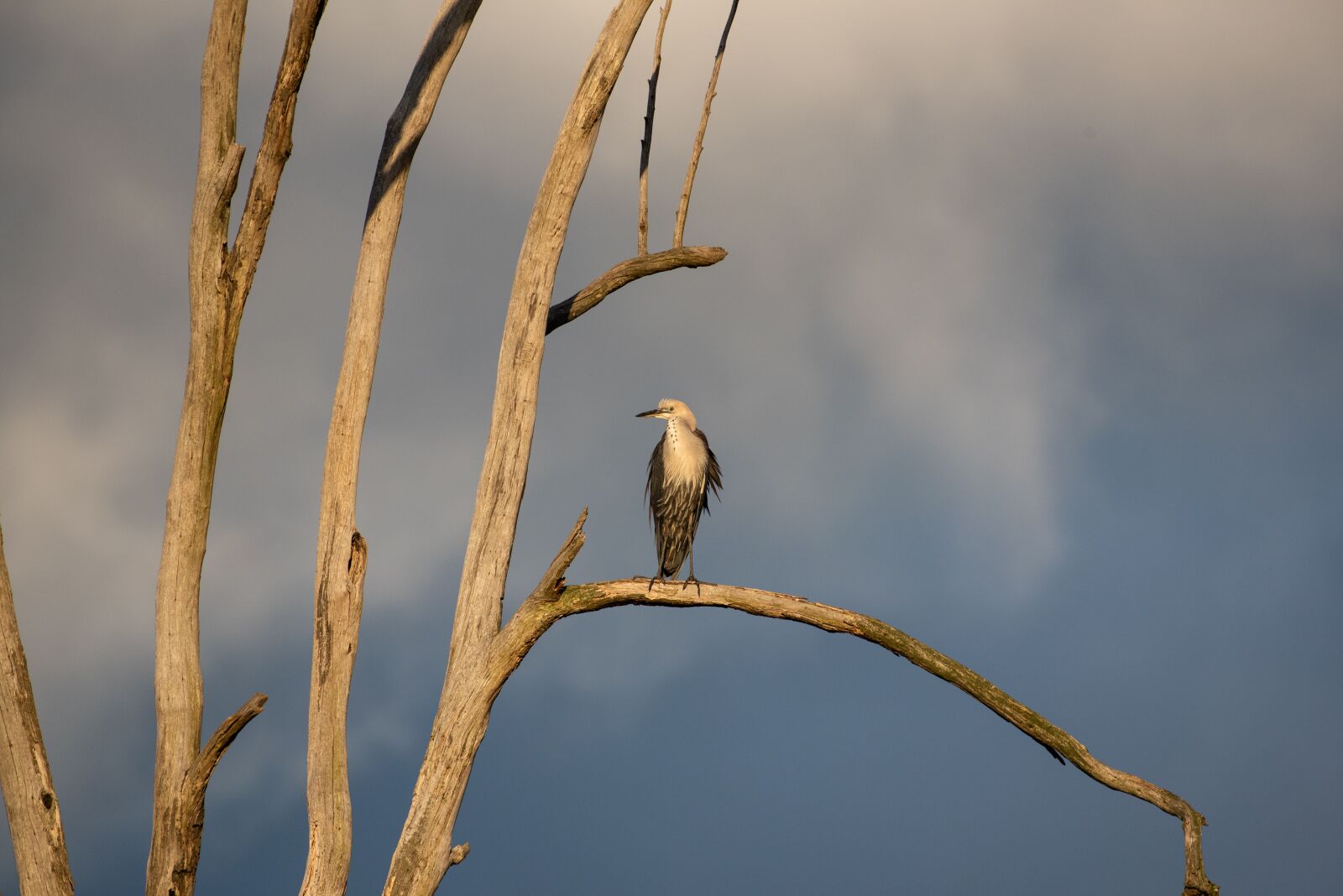 Nikon D750 sample photo. White necked heron, pacific photography