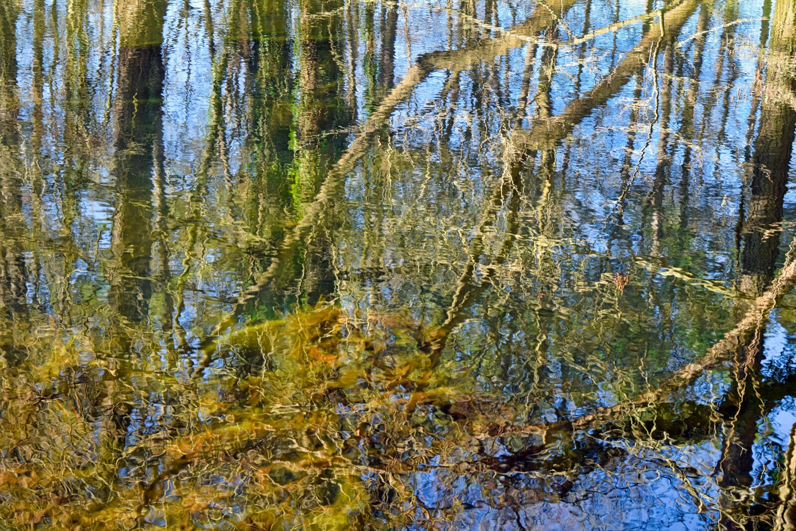 Nikon D3300 sample photo. Reflection, pond, water photography
