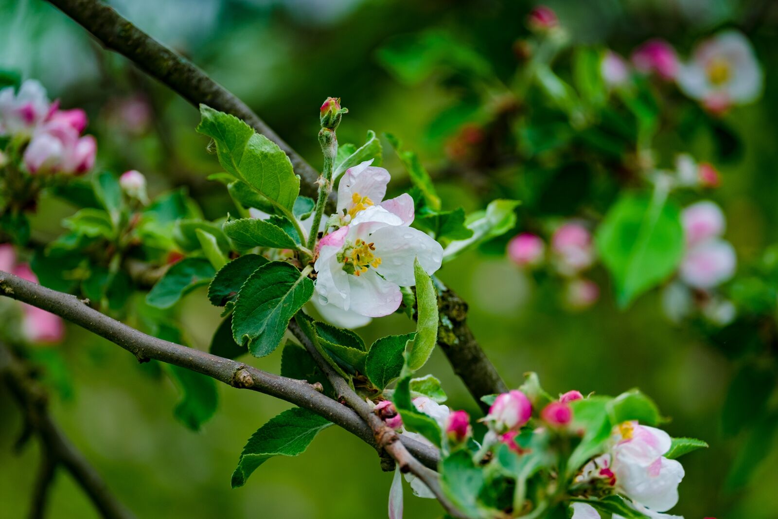 Fujifilm X-T10 + Fujifilm XF 55-200mm F3.5-4.8 R LM OIS sample photo. Flower, apple, spring photography