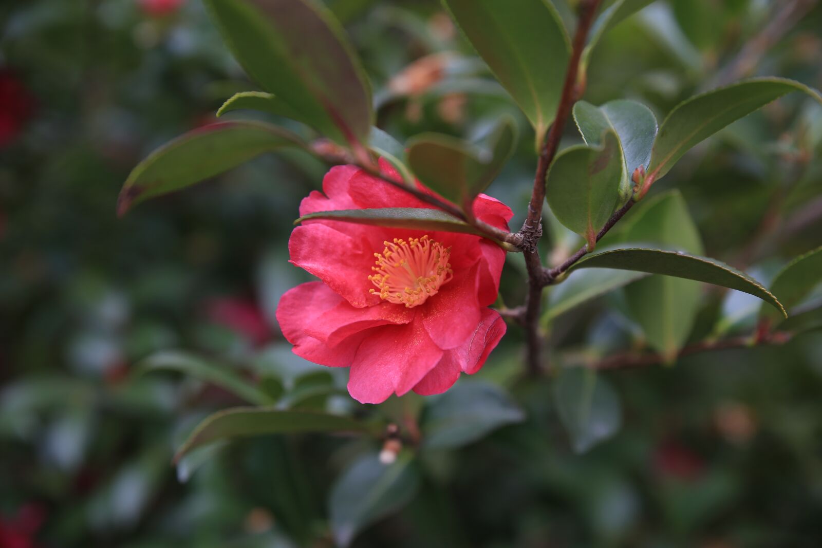 Canon EOS 6D sample photo. Camellia, red, flowers photography