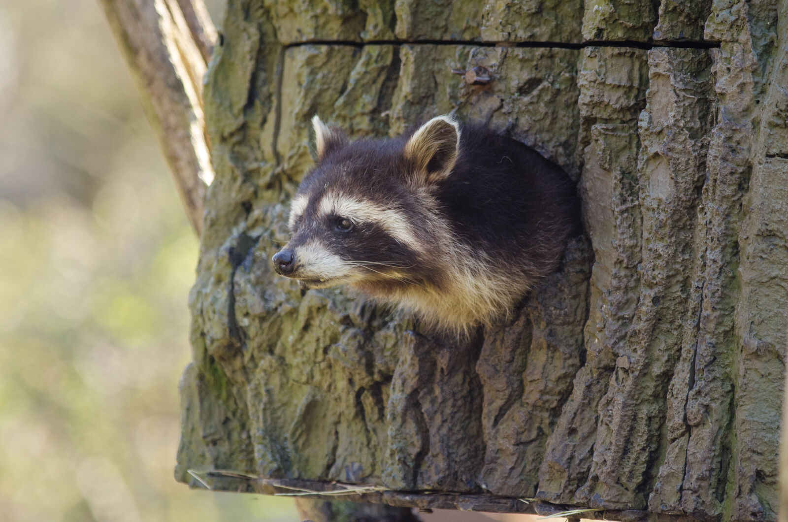 Nikon D7000 + Sigma APO Tele Macro 300mm F4 sample photo