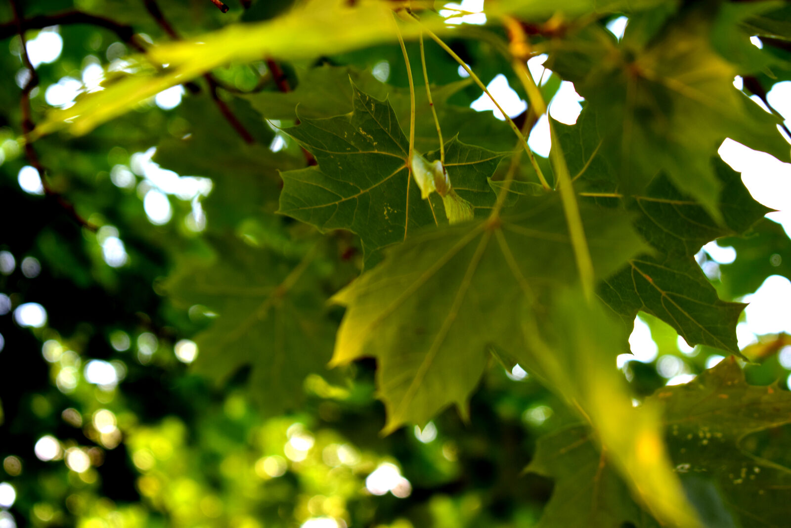 Nikon D3300 sample photo. Green, leaf, leaf, leafs photography