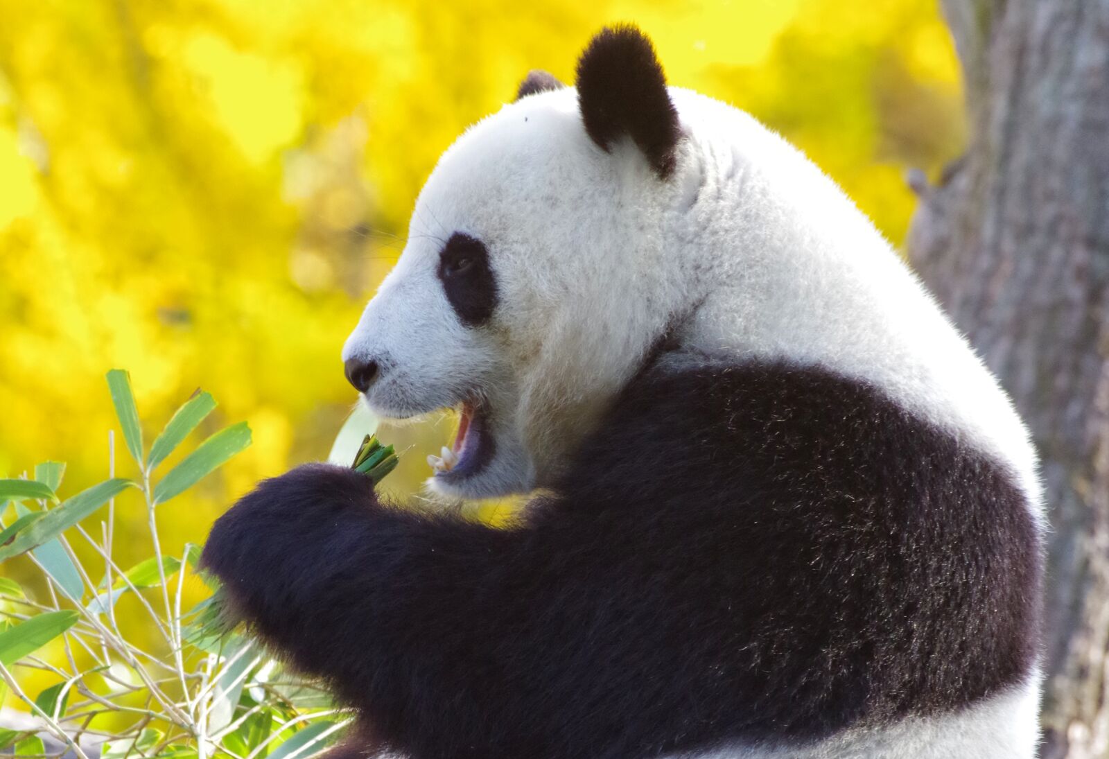 Pentax K-30 sample photo. Panda bear, china, endangered photography