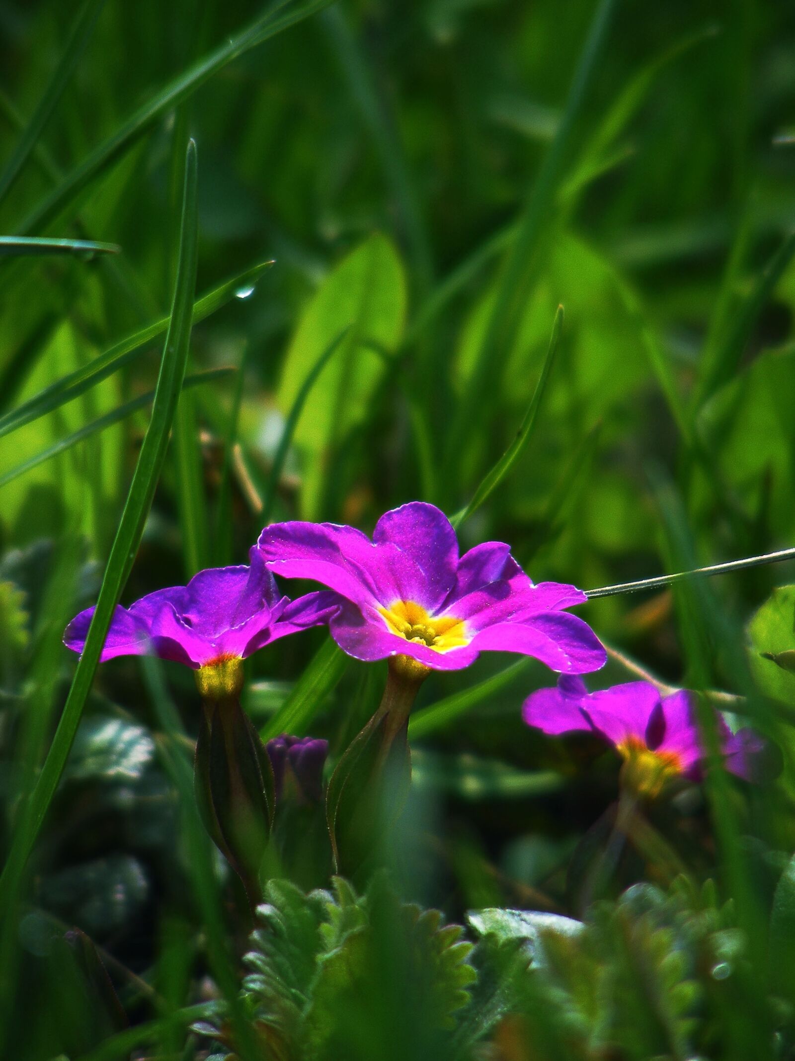 Fujifilm FinePix S5700 S700 sample photo. Primrose, spring, spring flower photography