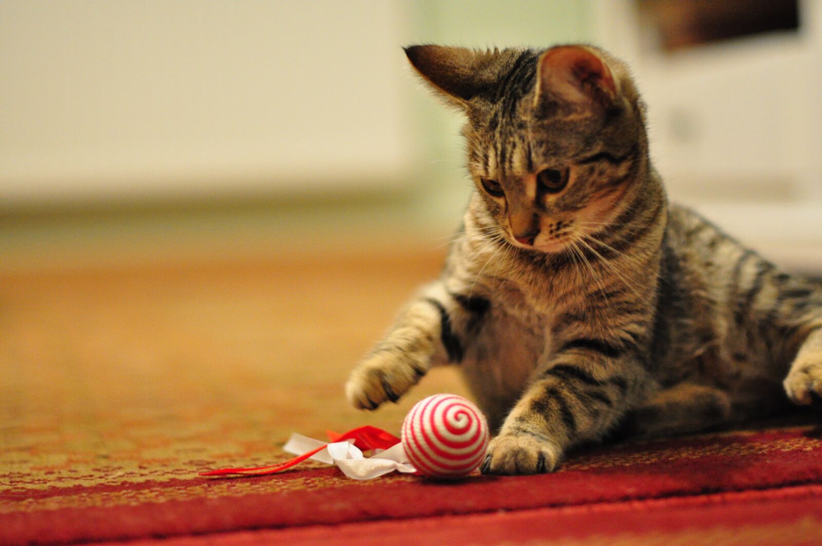 Nikon D90 sample photo. Cat, animal, pet photography