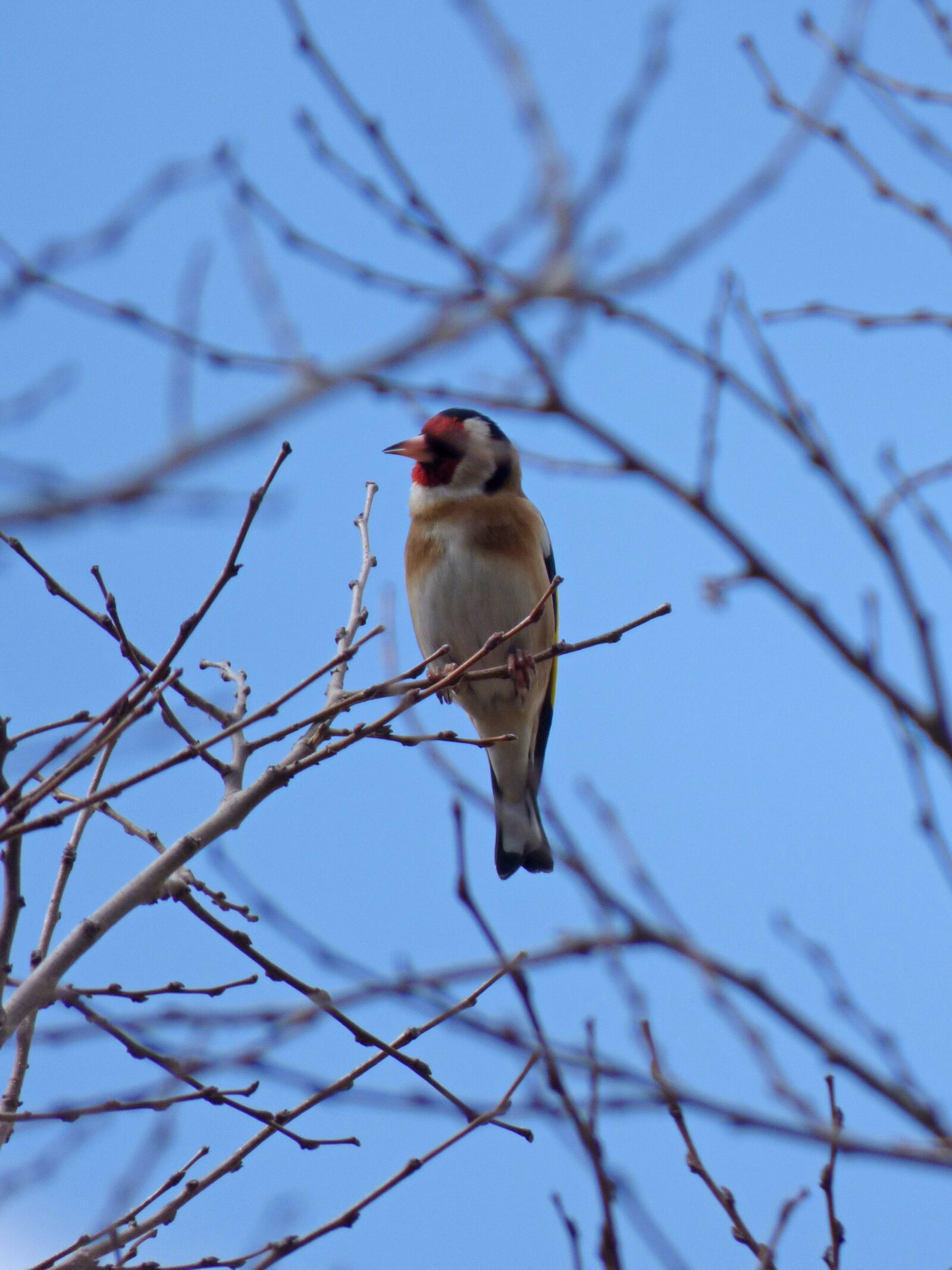 Panasonic Lumix DMC-FZ70 sample photo. Goldfinch, cadernera, branches photography