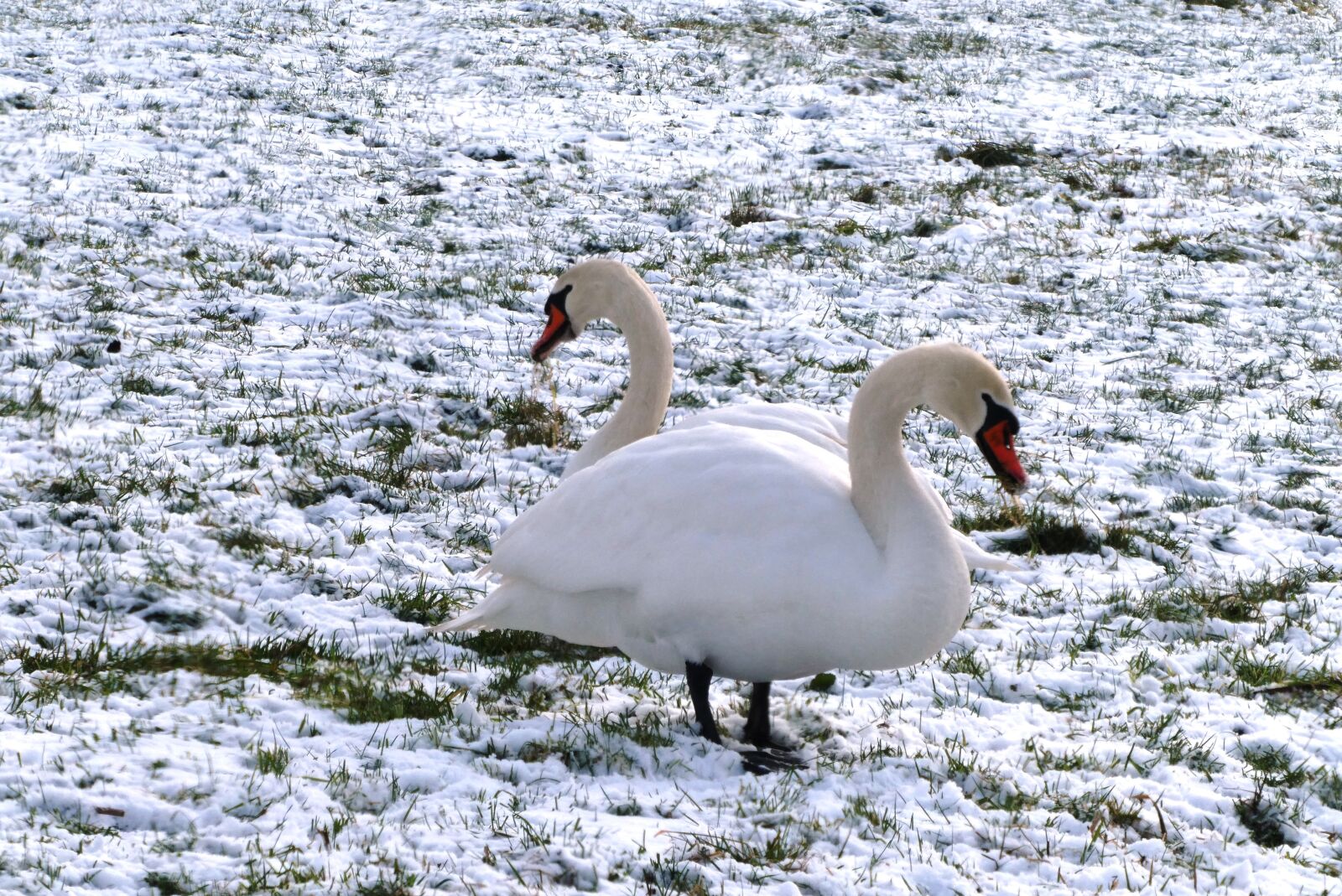 Panasonic Lumix DC-ZS70 (Lumix DC-TZ90) sample photo. Swans, pasture, winter photography