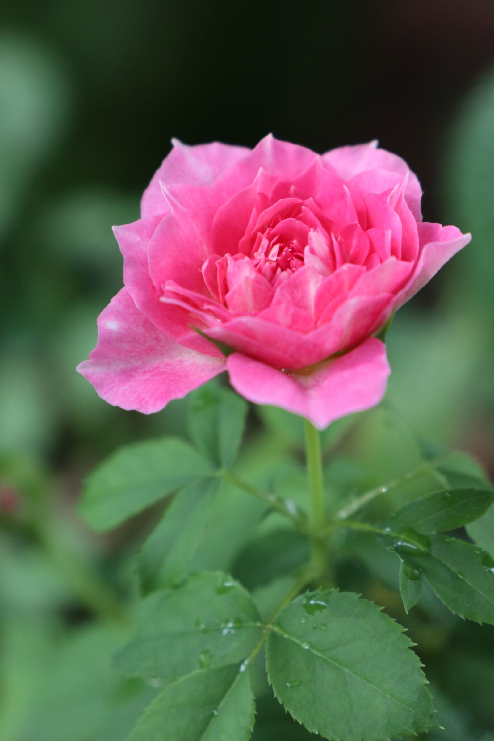 Canon EOS M6 sample photo. Rose flower, lovely, pink photography