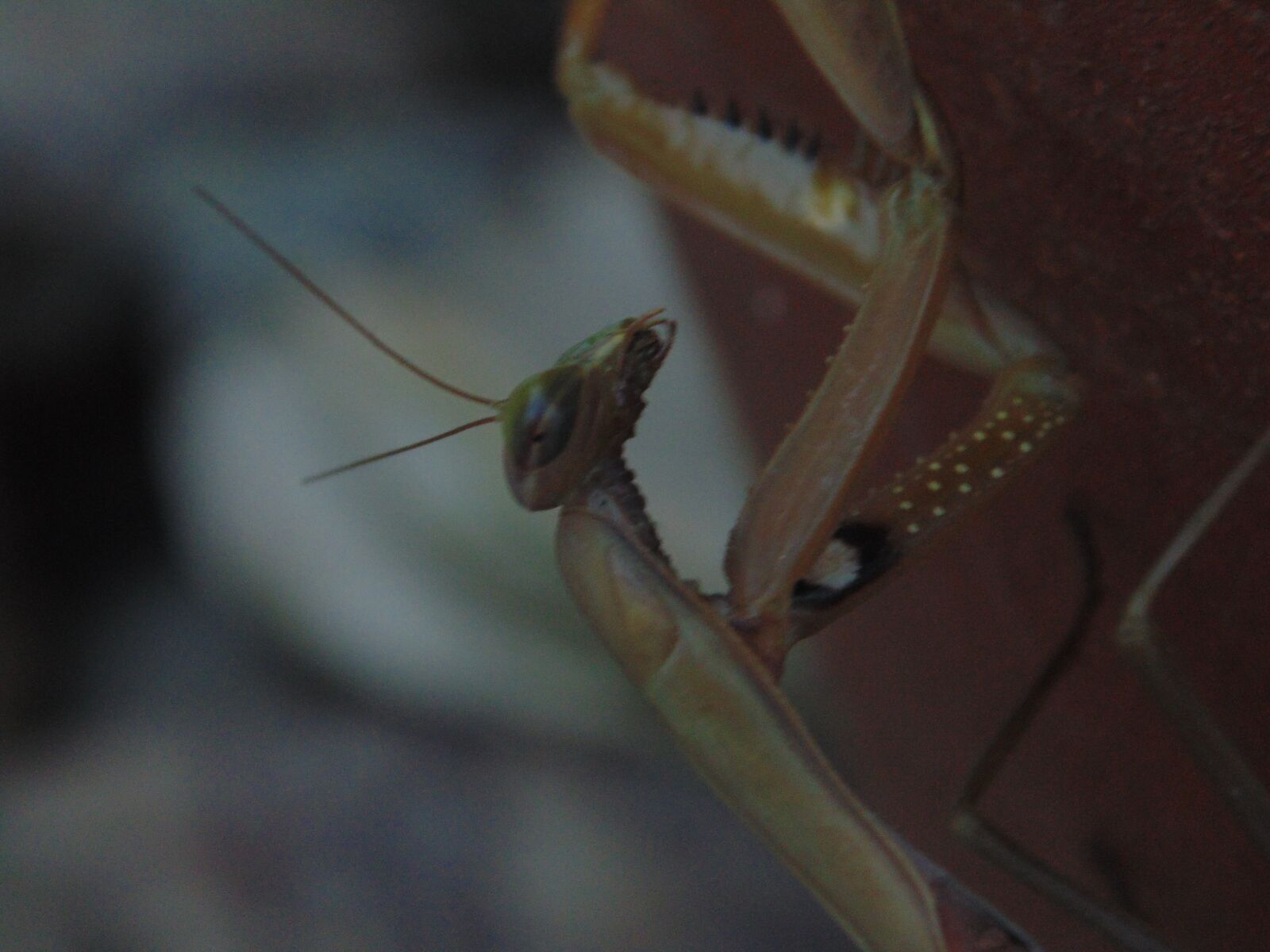 Sony Cyber-shot DSC-H200 sample photo. Praying mantis, nature, insect photography