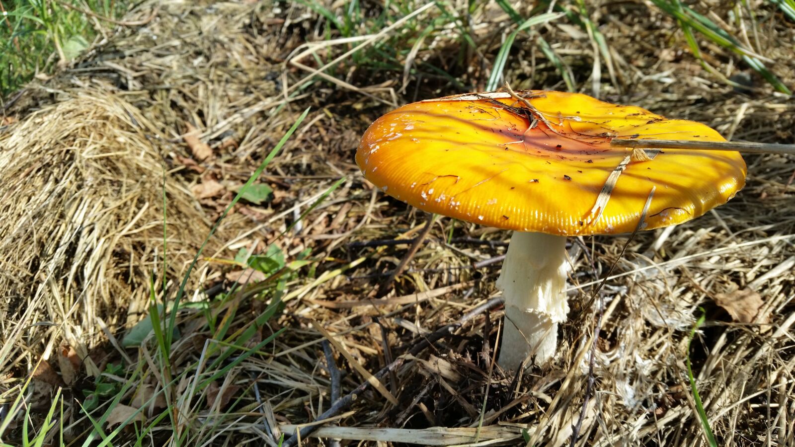 Samsung Galaxy S5 sample photo. Nature, mushrooms, woods photography