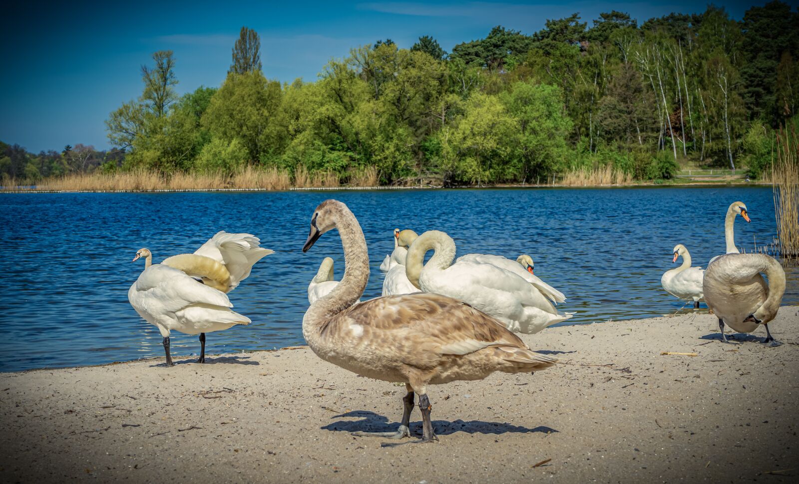 Sony a7 II + Sony FE 28-70mm F3.5-5.6 OSS sample photo. Swan, bank, beach photography
