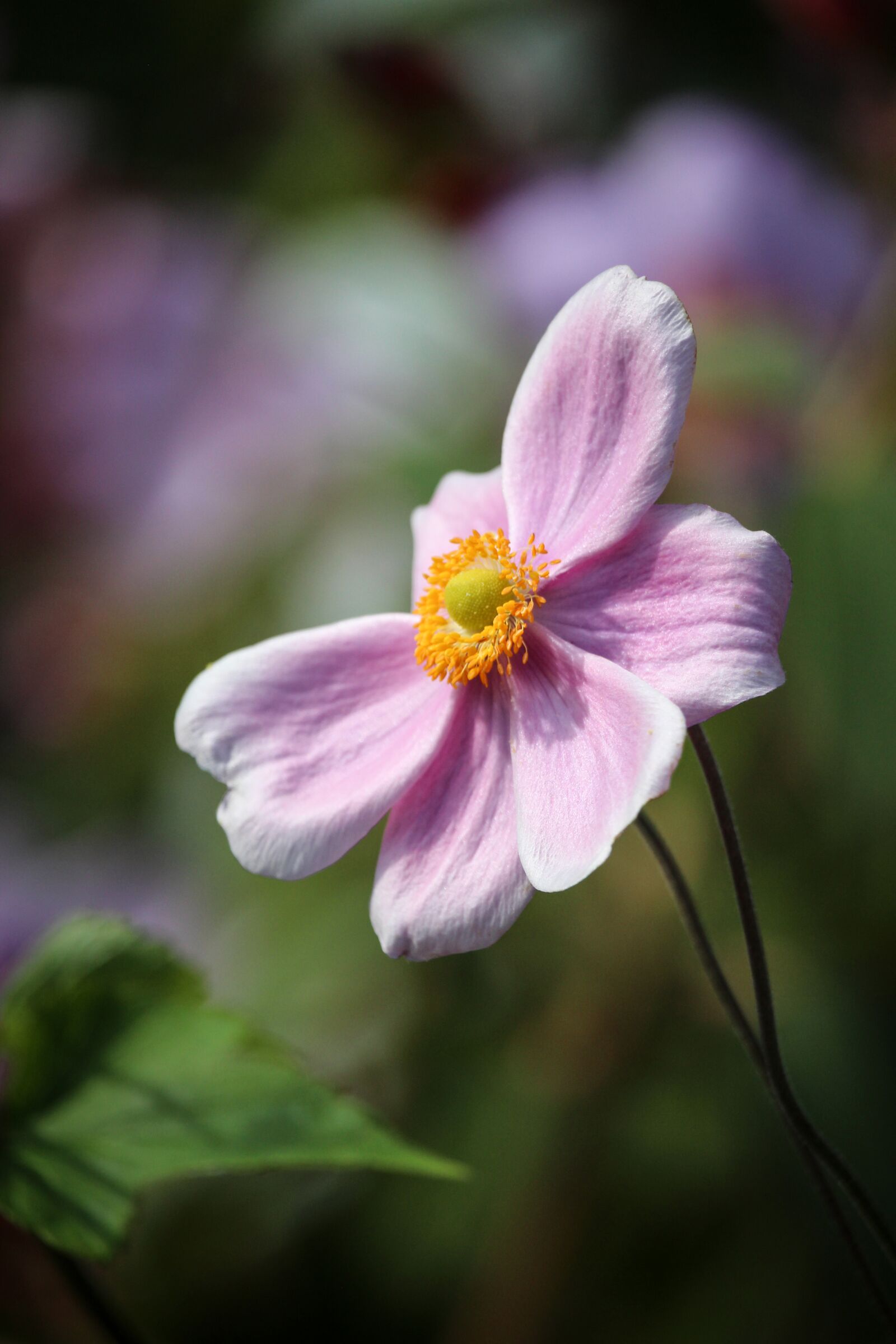 Canon EOS 700D (EOS Rebel T5i / EOS Kiss X7i) + Canon EF-S 55-250mm F4-5.6 IS STM sample photo. Japanese anemone, pink flower photography