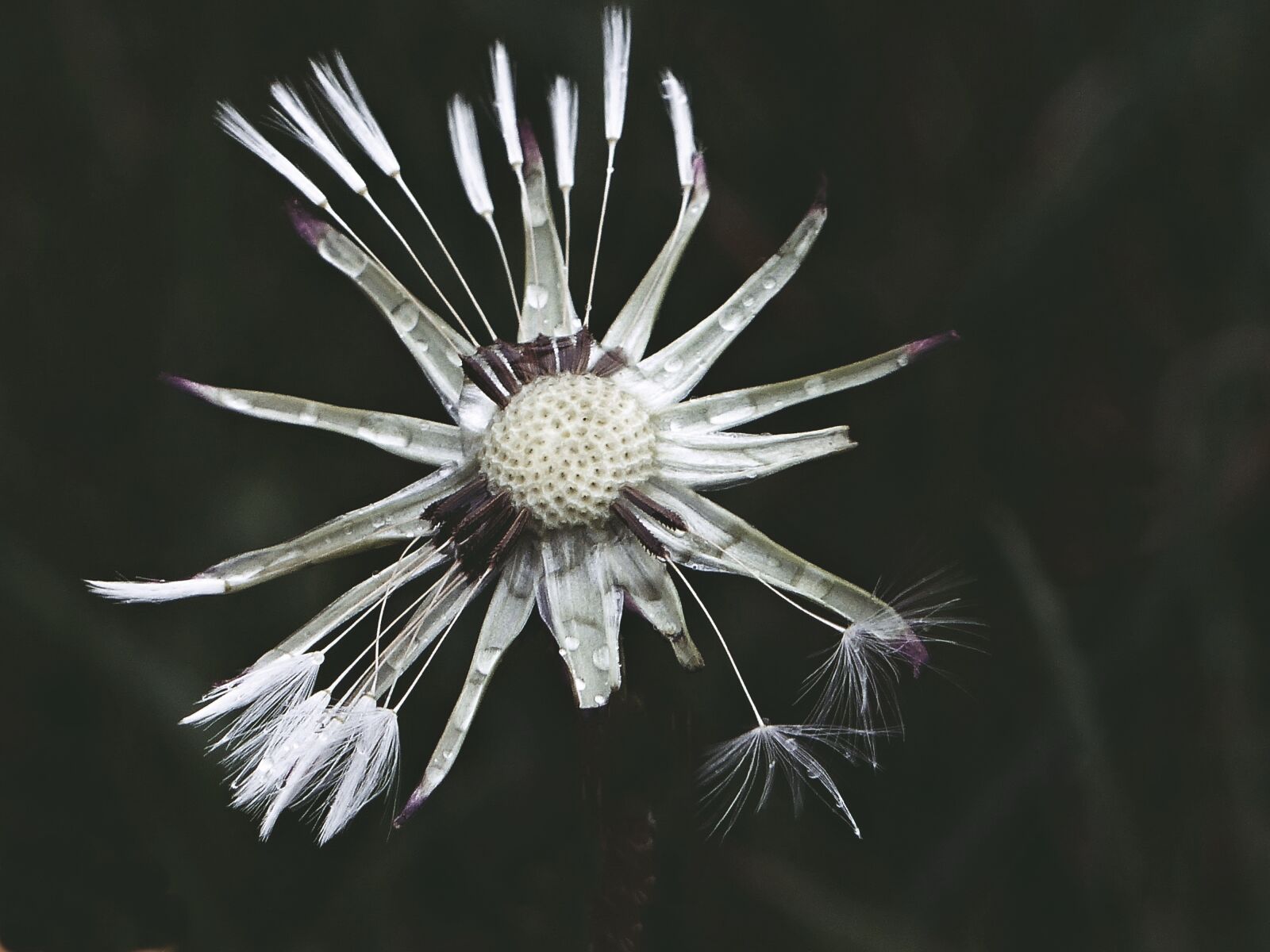 Panasonic Lumix DMC-FZ200 sample photo. Dandelion, nature, seeds photography