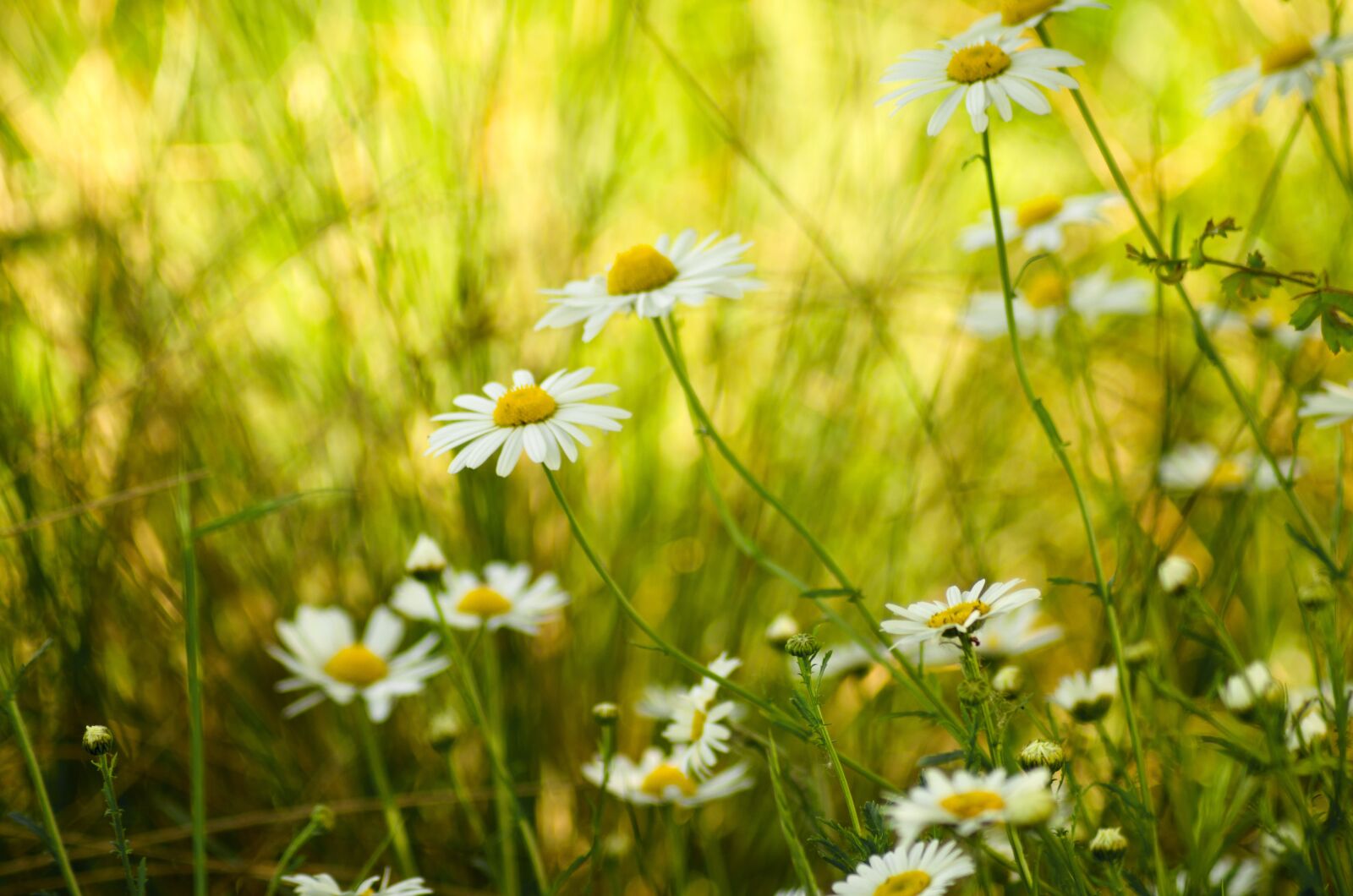 Nikon D5100 sample photo. Daisy, chamomile, june photography