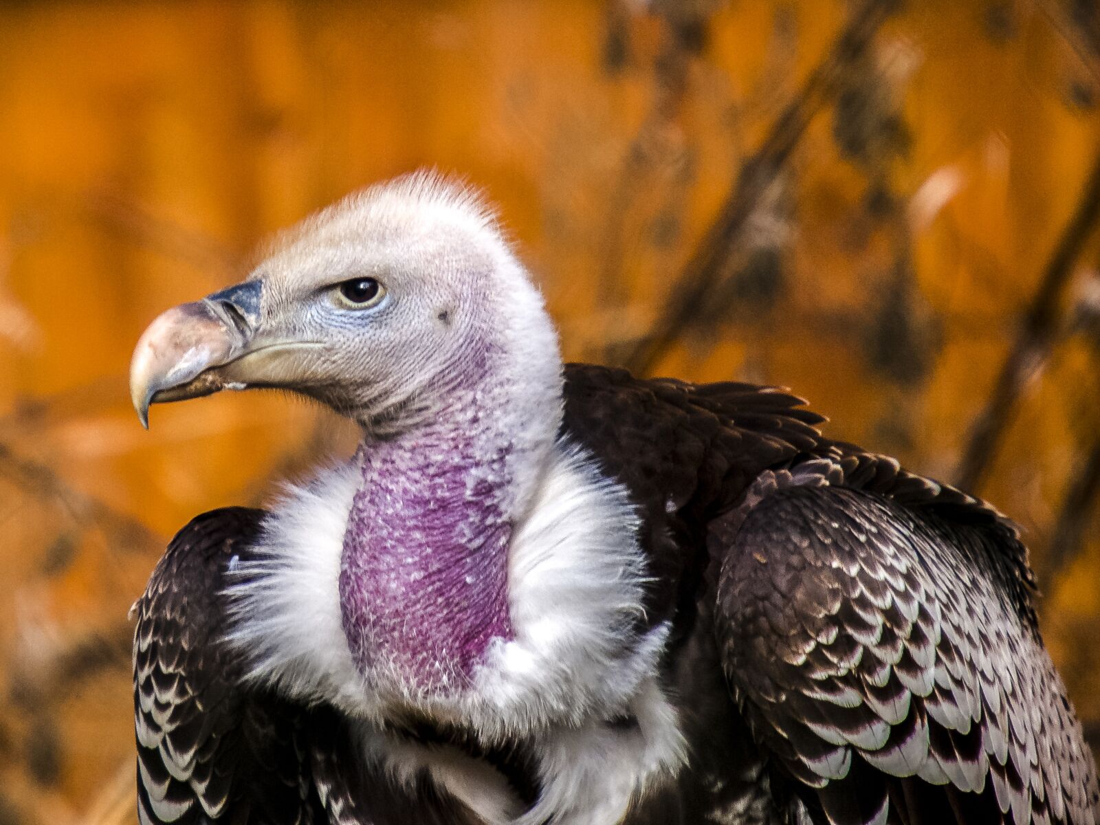 Olympus E-3 sample photo. Vulture, bird, nature photography