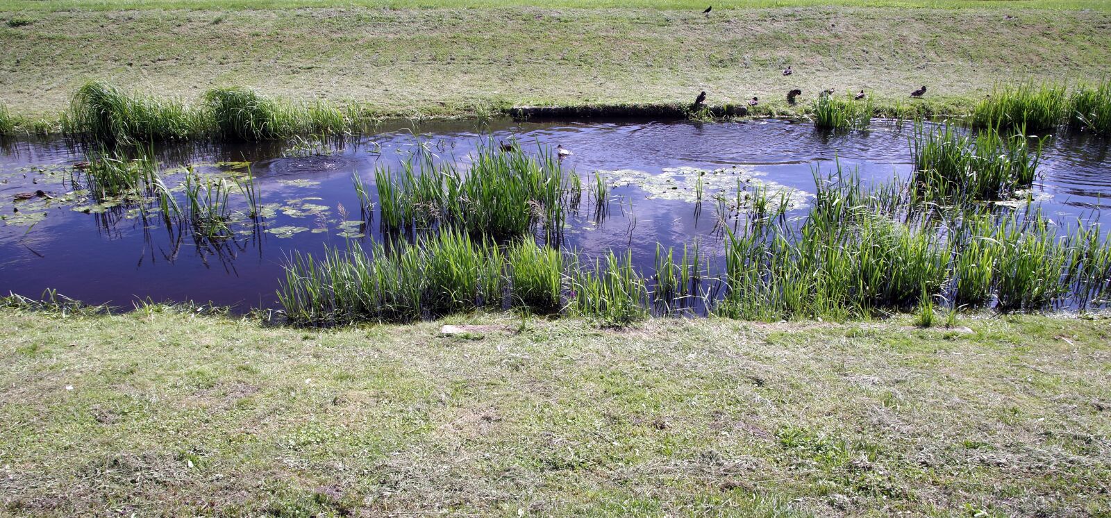 Pentax K-S2 sample photo. Channel, river, ducks photography