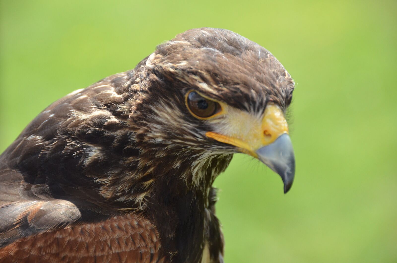Nikon D7000 sample photo. Falcon, bird, nature photography