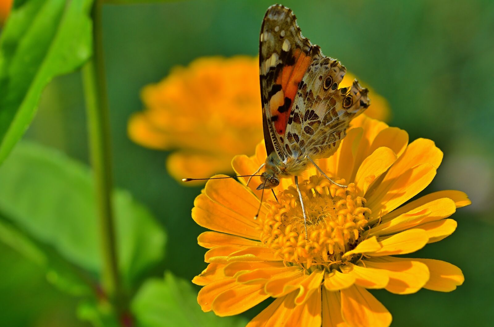 Nikon D5200 sample photo. Butterfly, zinnia, blossom photography