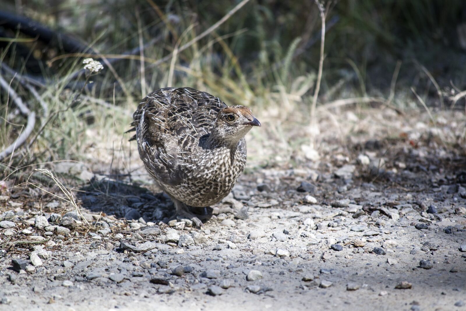Nikon D3100 sample photo. Bird, grouse, hunting photography